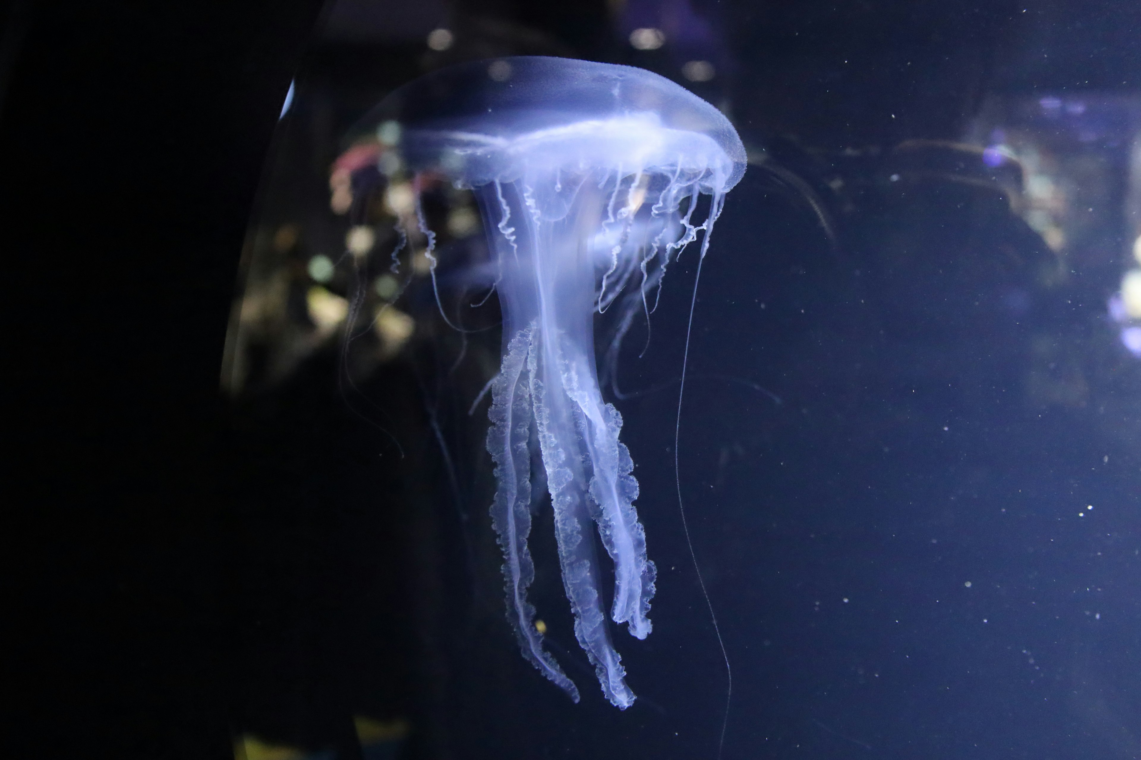 A beautiful jellyfish floating against a blue aquarium background