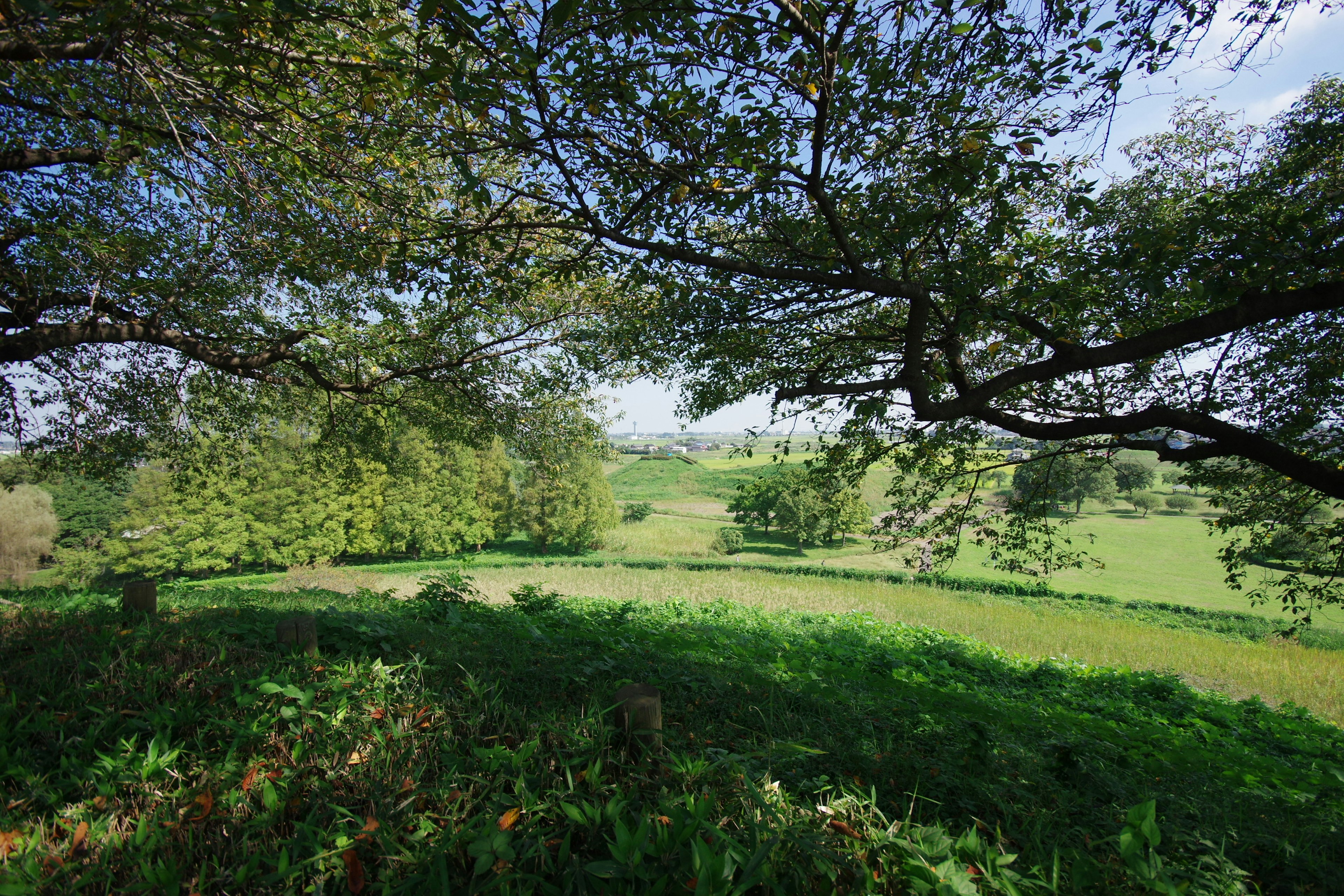 Lush green meadow framed by trees under a clear sky