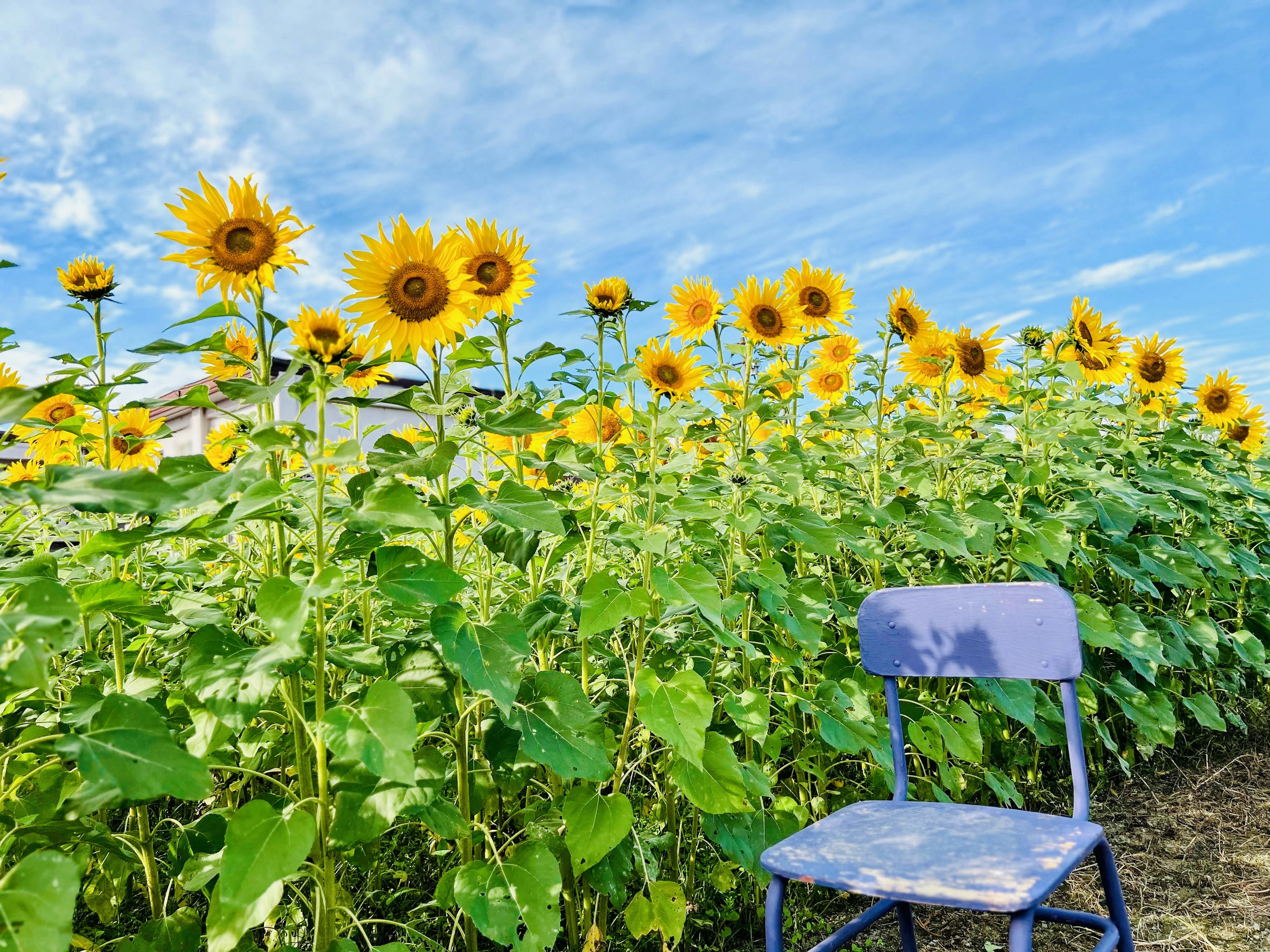 Blue chair beside a sunflower field