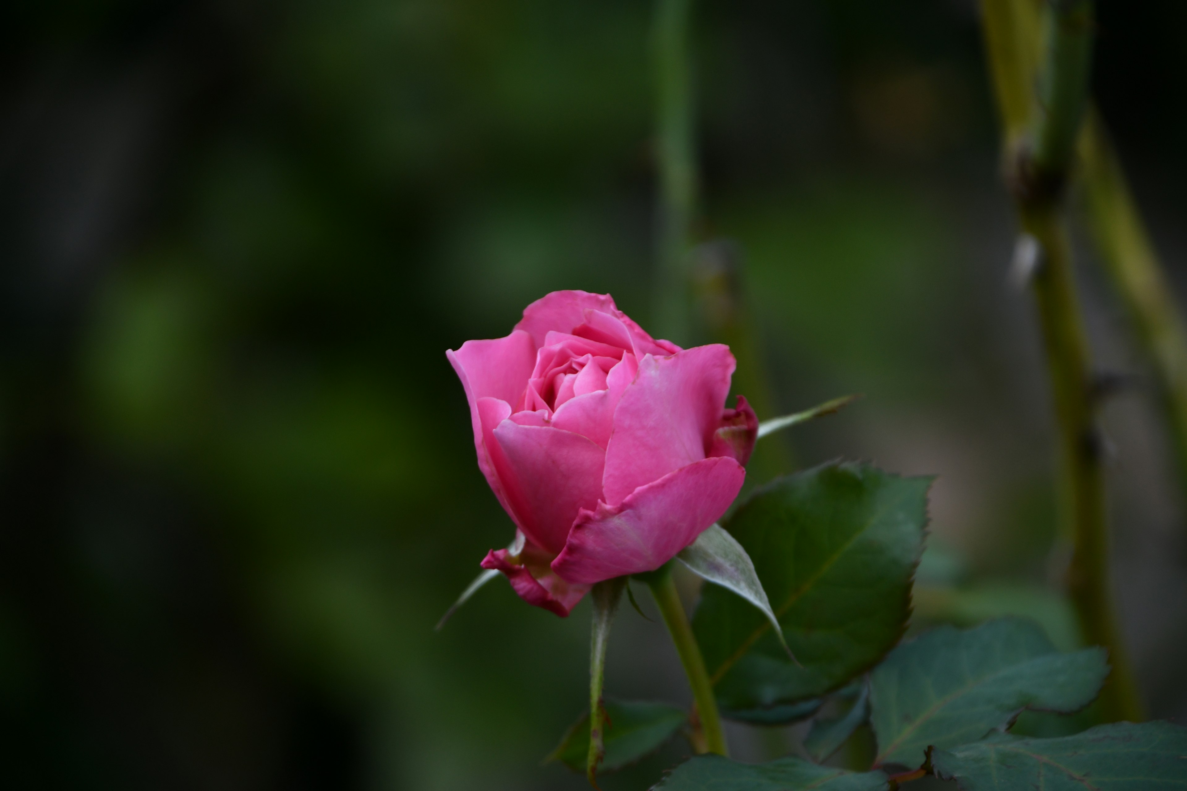 Vibrant pink rosebud surrounded by green leaves