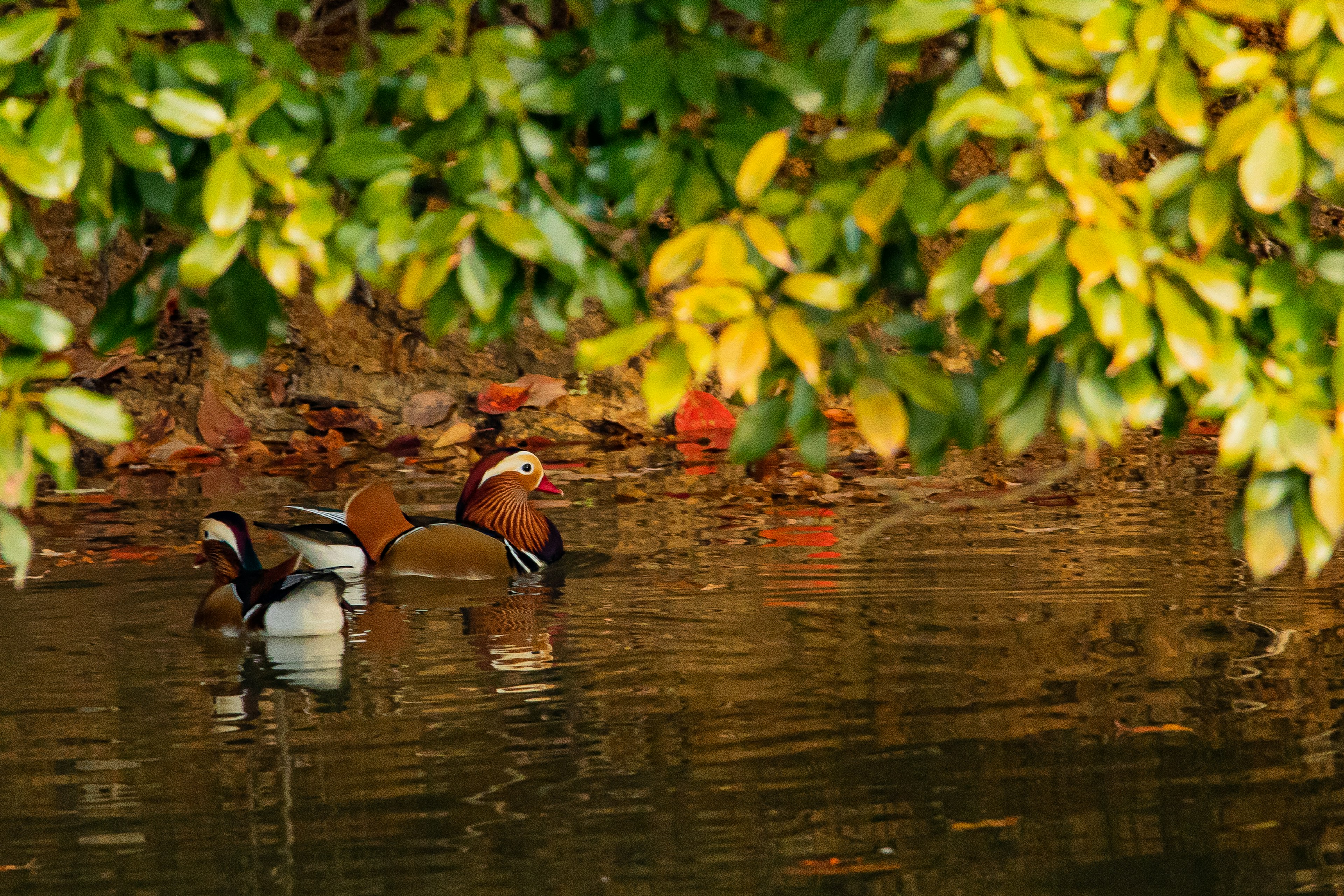 Zwei Enten schwimmen in einem Teich, umgeben von grünen Blättern