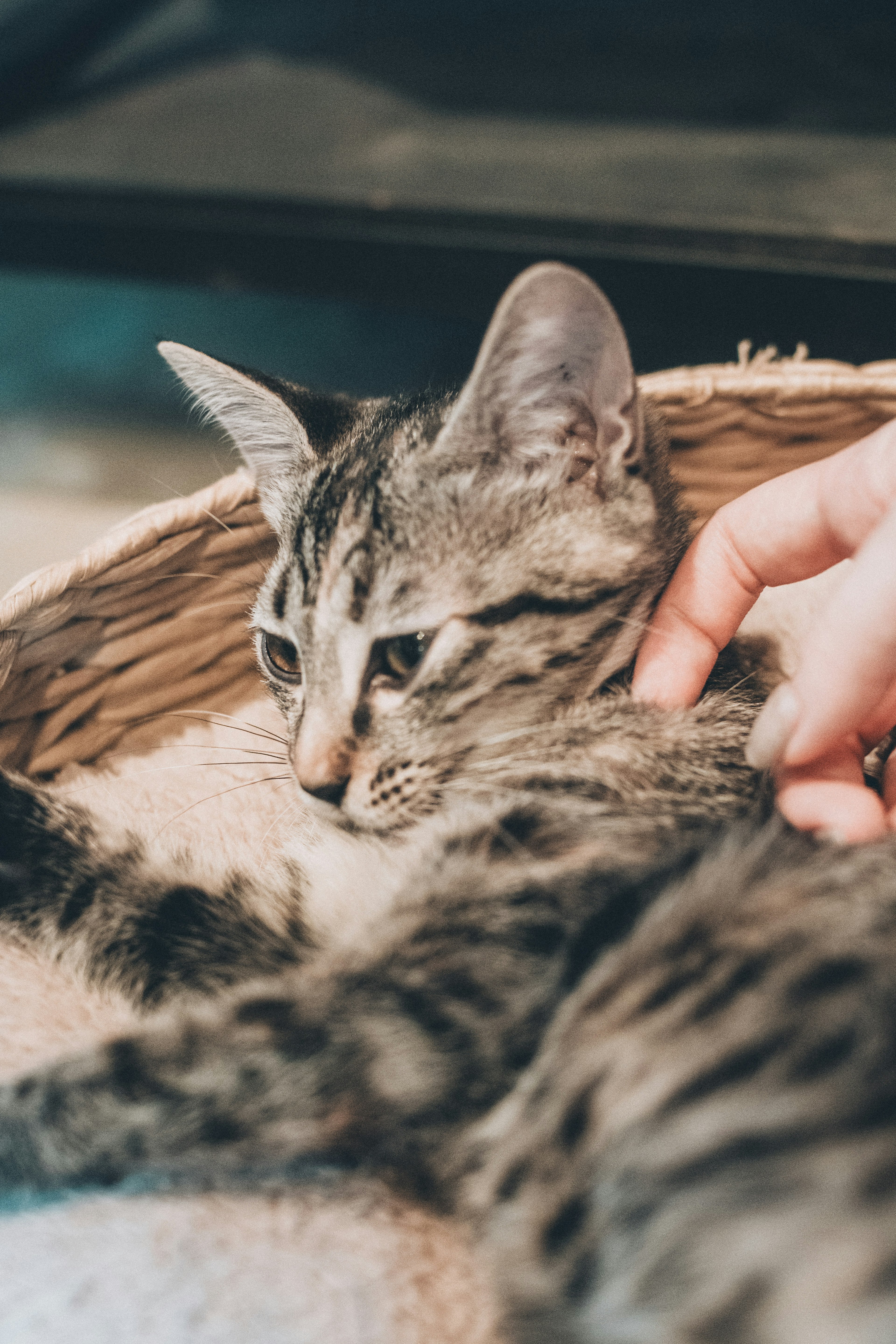 A cat relaxing in a basket with a hand gently petting it