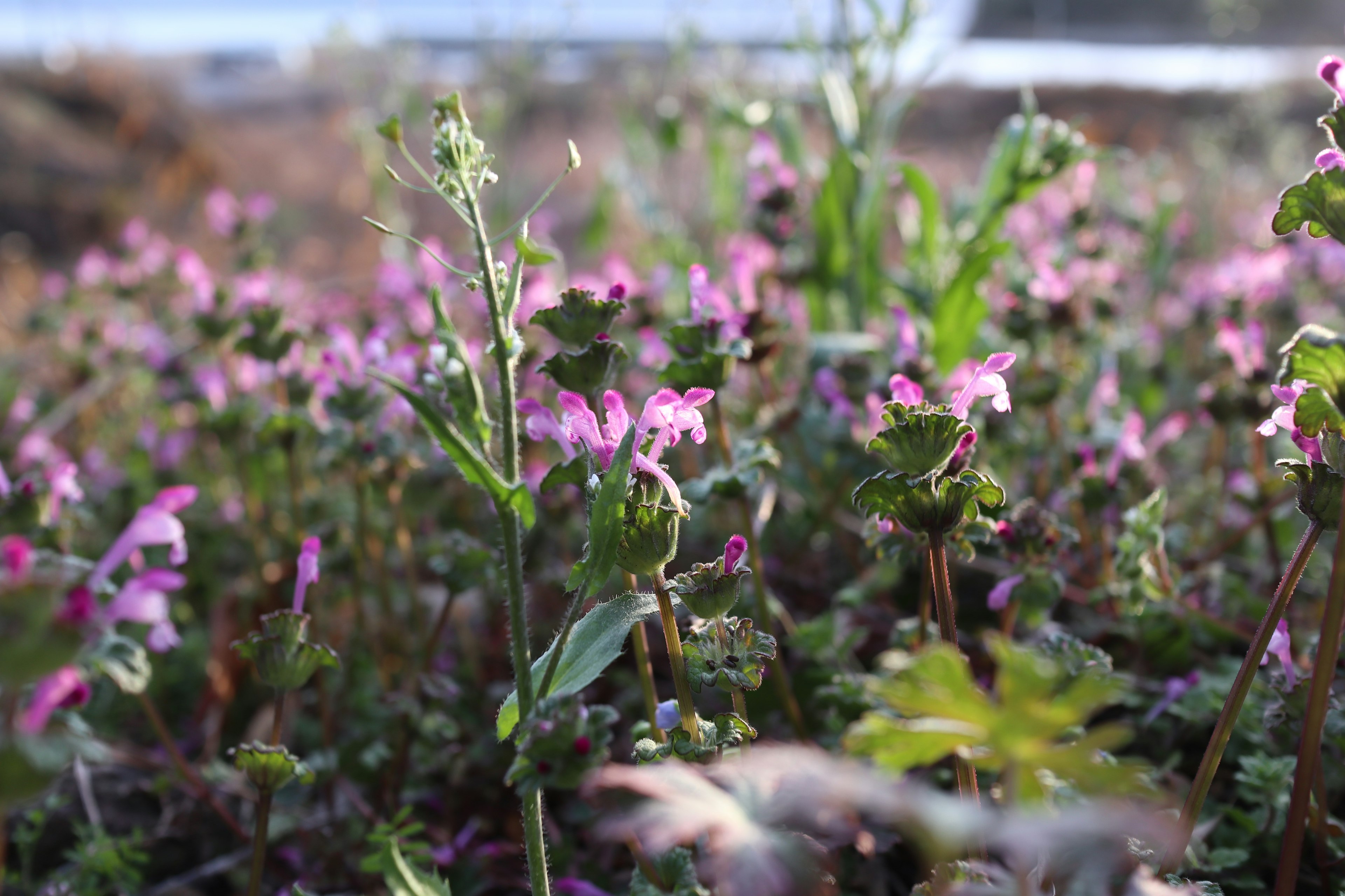 緑色の葉とピンクの花が広がる草地のクローズアップ