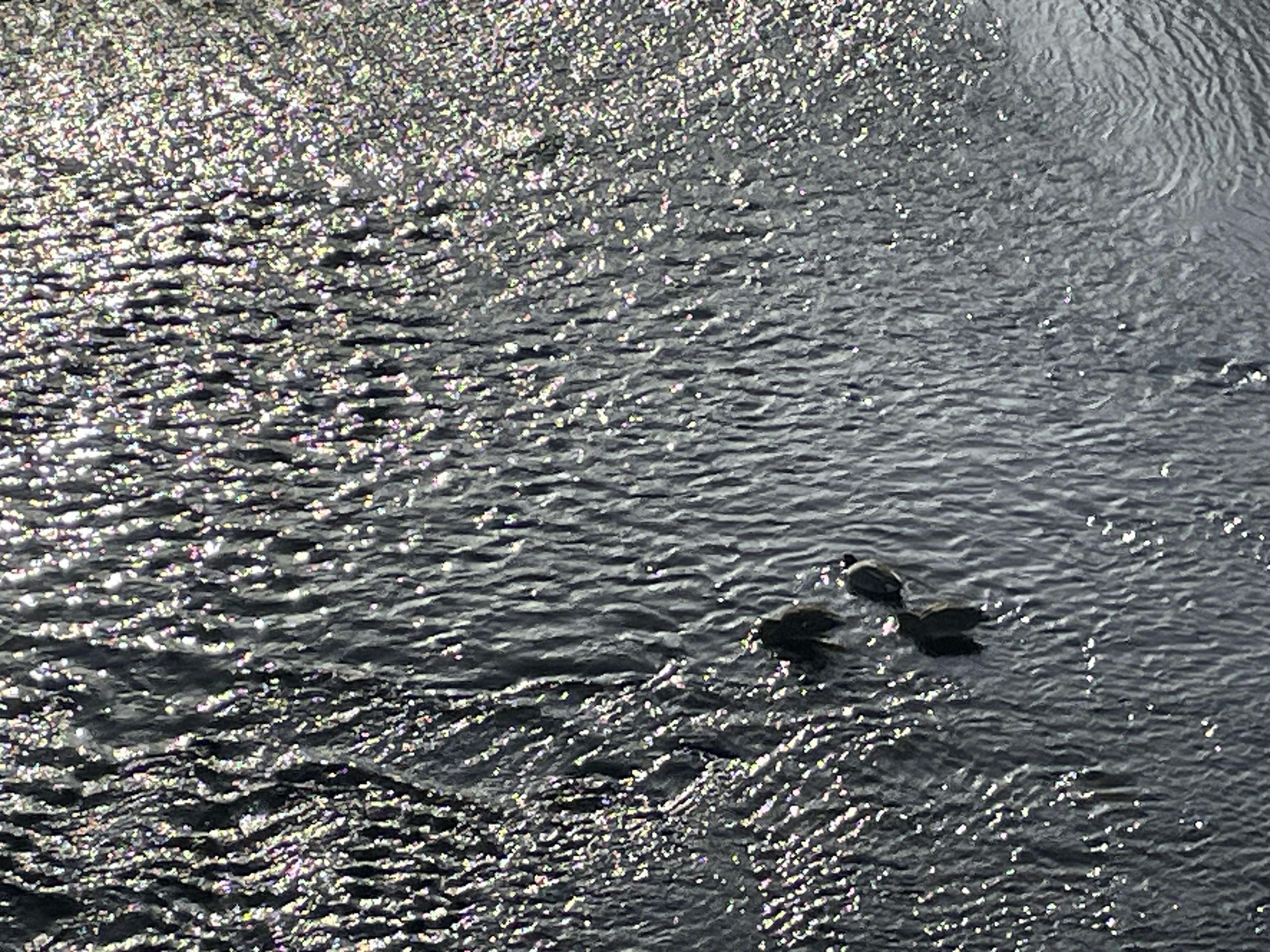 A pair of ducks swimming on a rippling water surface with reflections