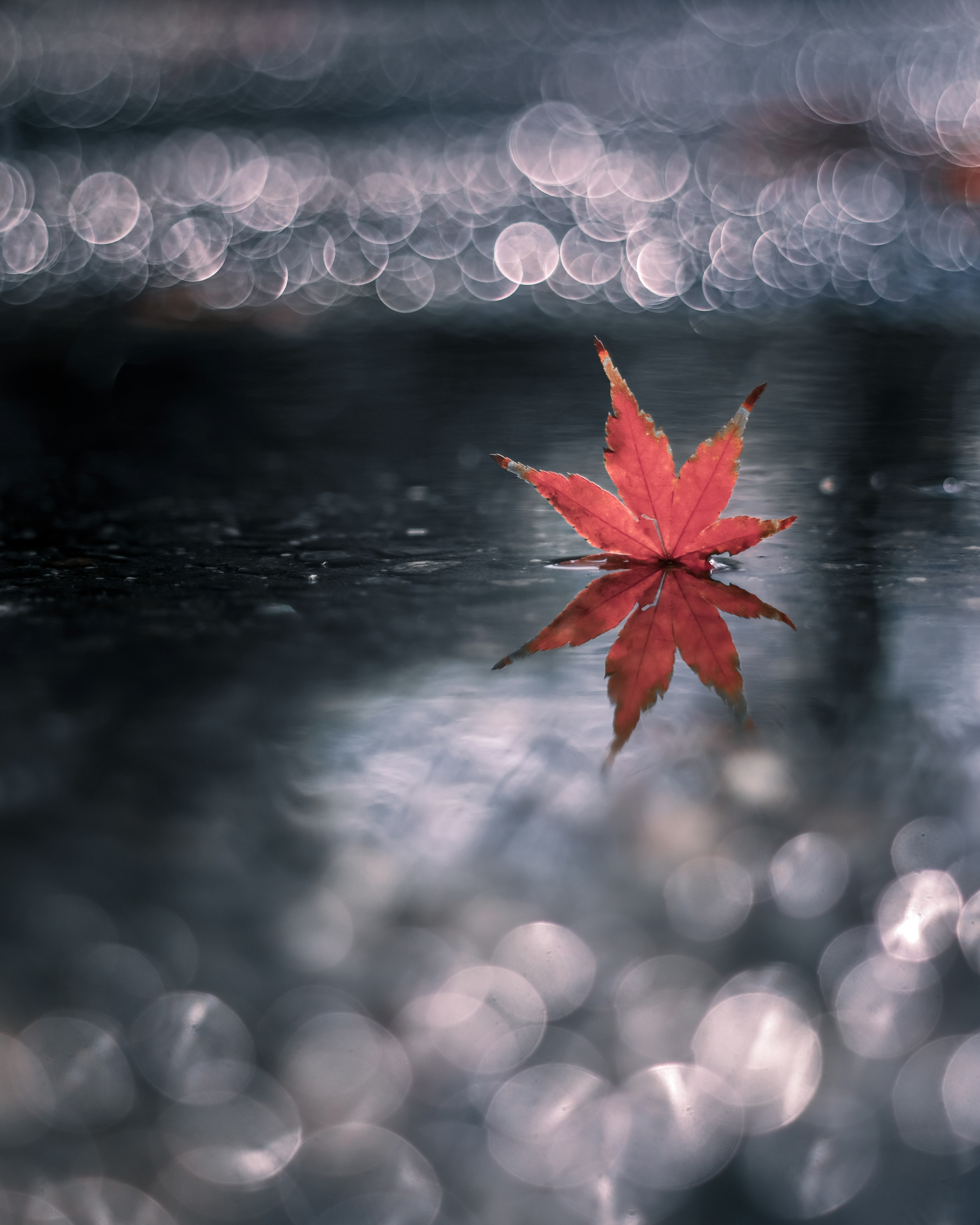 Red leaf floating on water with blurred background