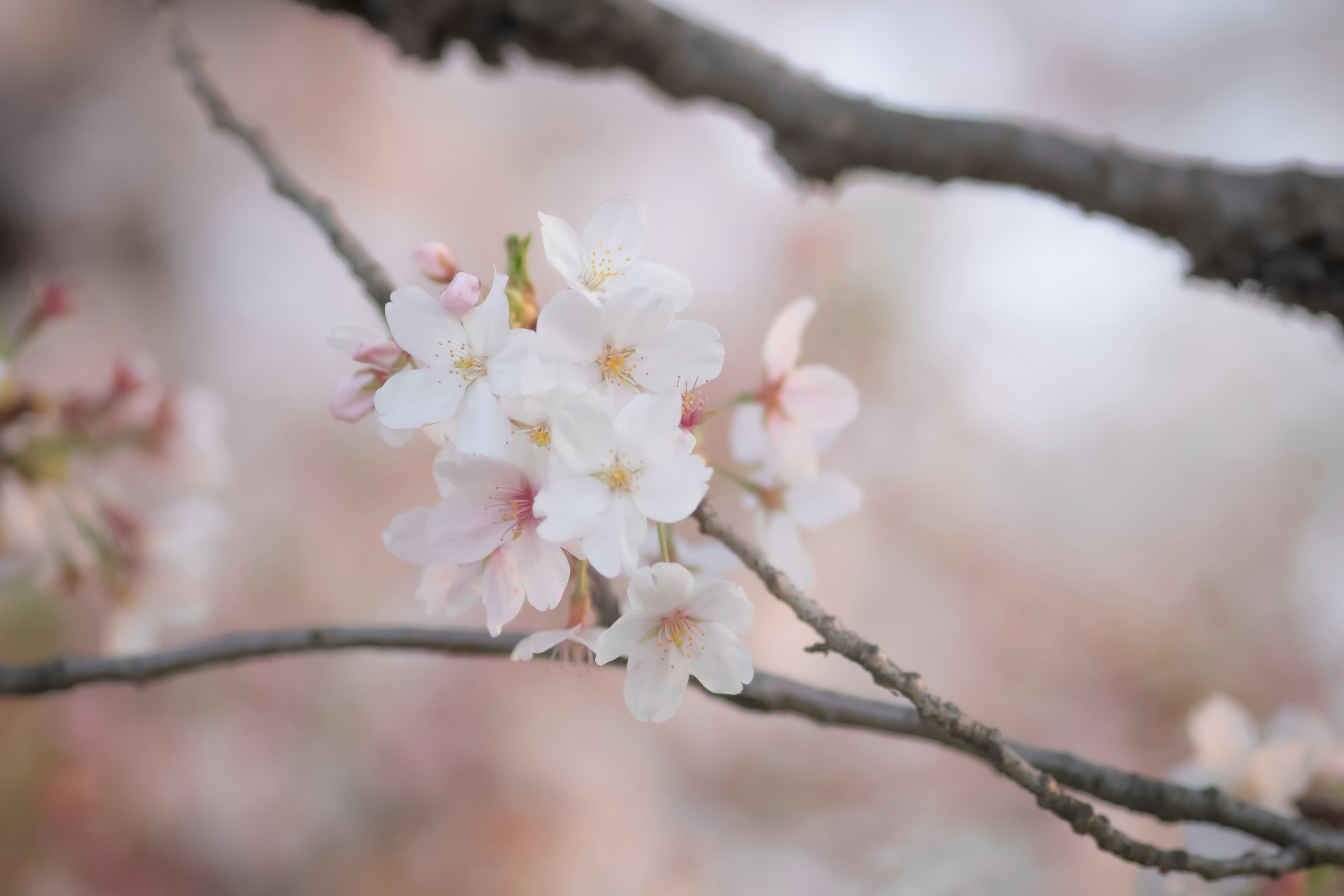 Acercamiento de flores de cerezo en una rama con pétalos de color rosa claro y blanco