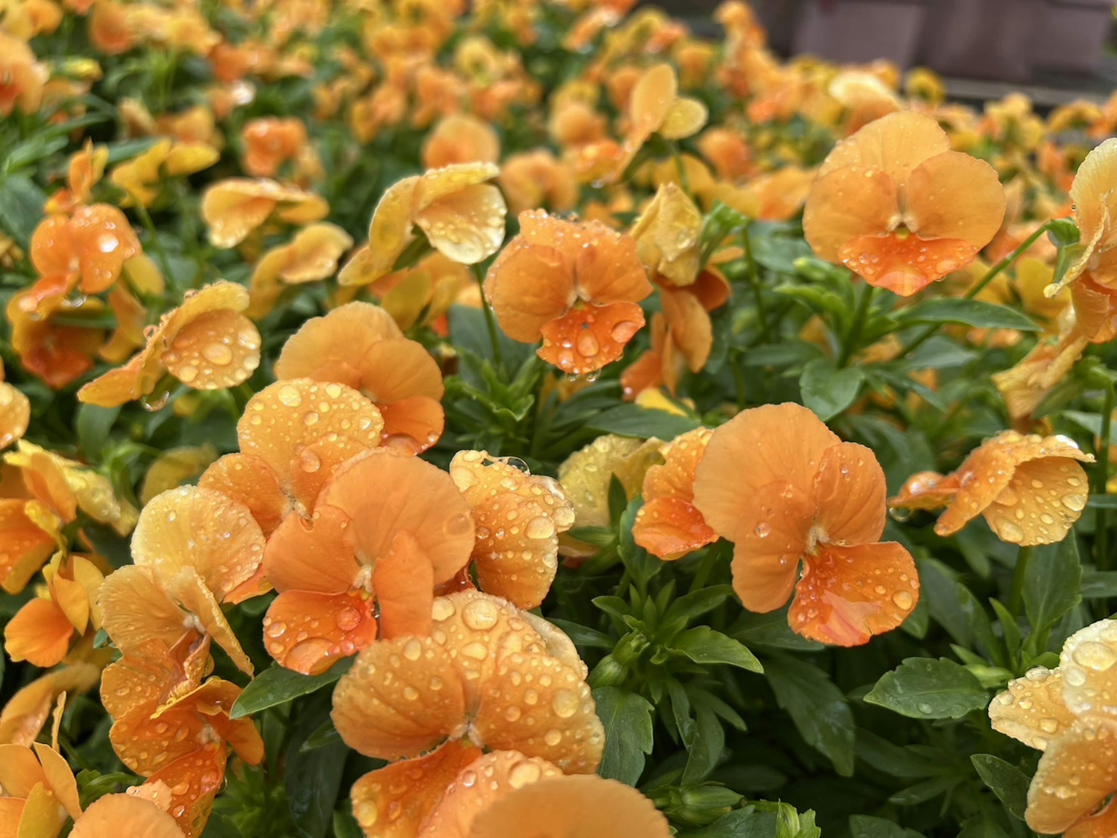 Una vivace esposizione di fiori arancioni con gocce d'acqua su foglie verdi