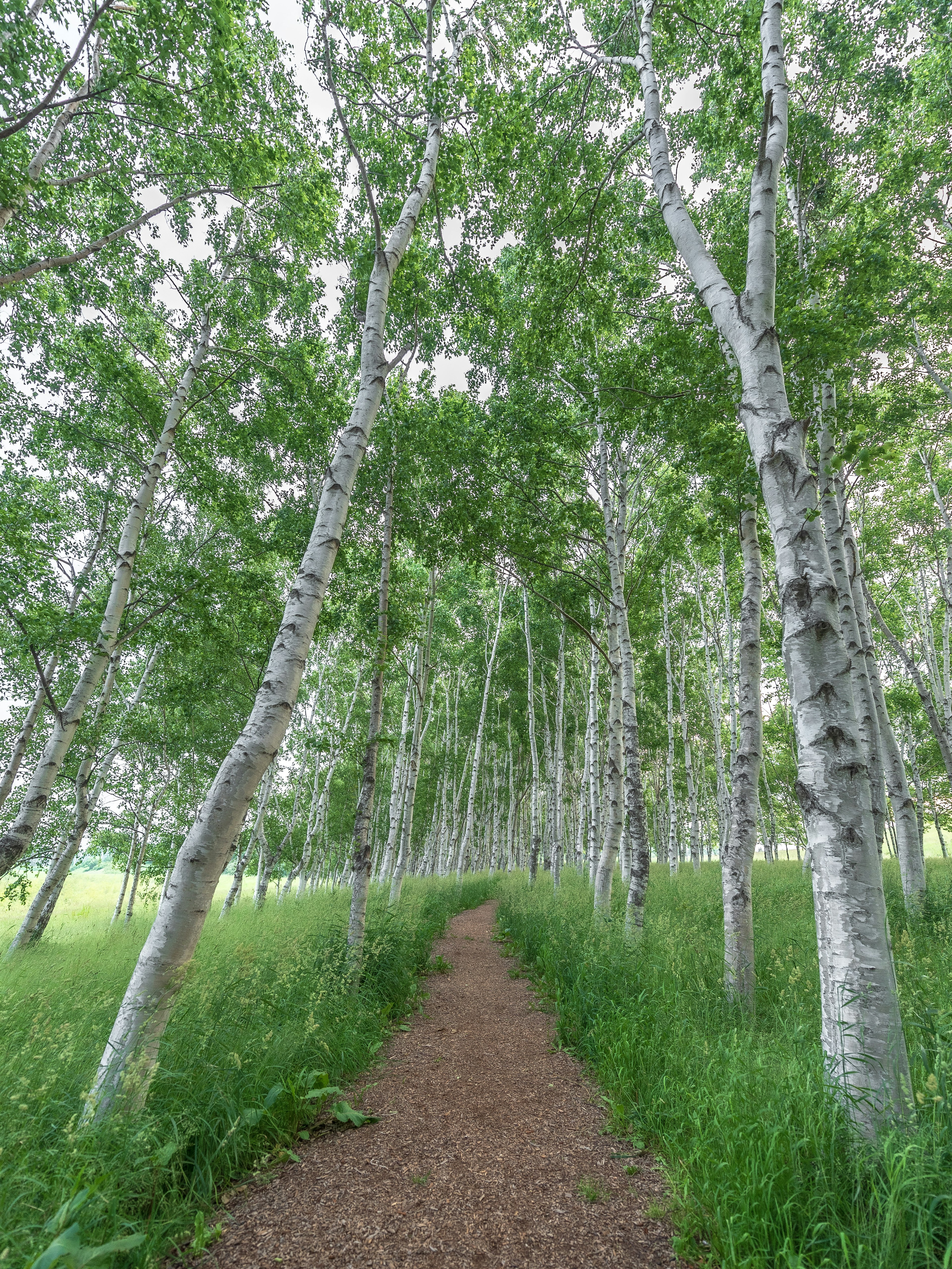 Sentier entouré d'arbres et de verdure luxuriante