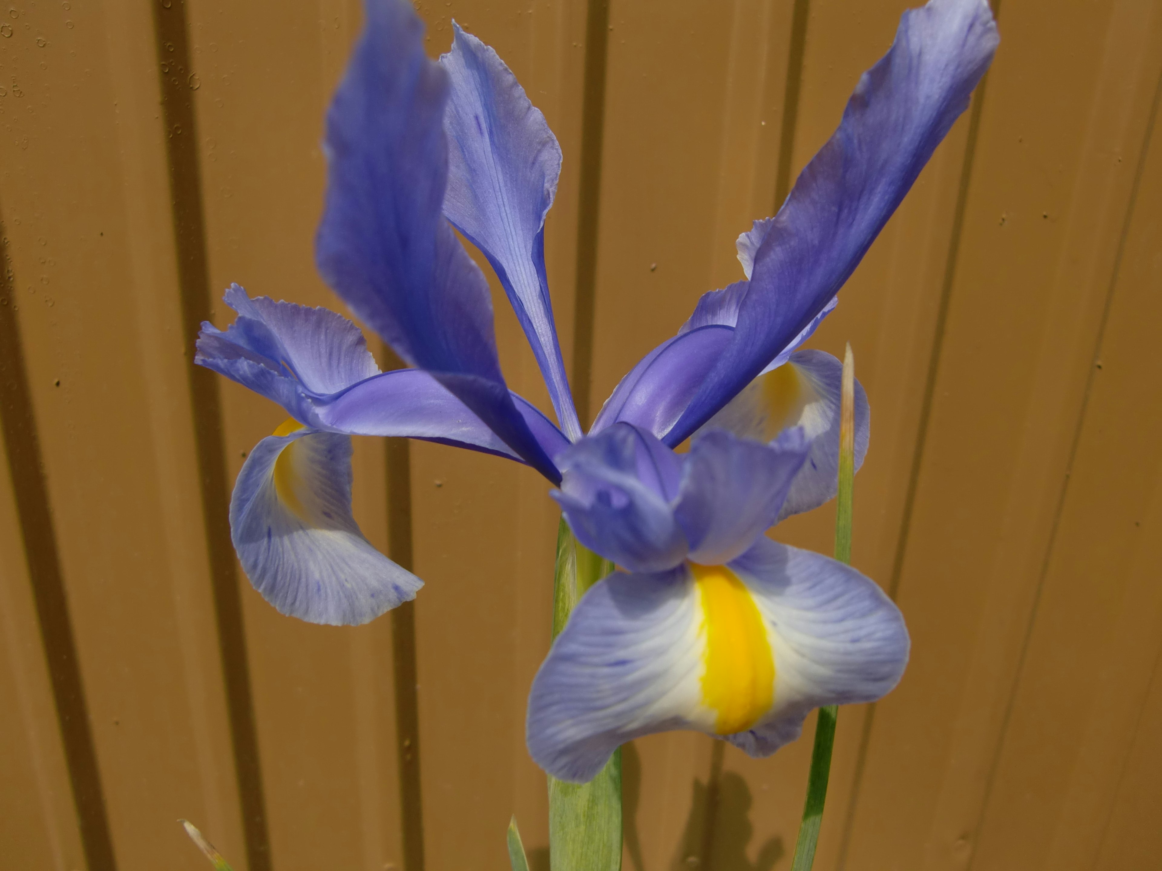 Purple iris flower with a yellow center against a brown background