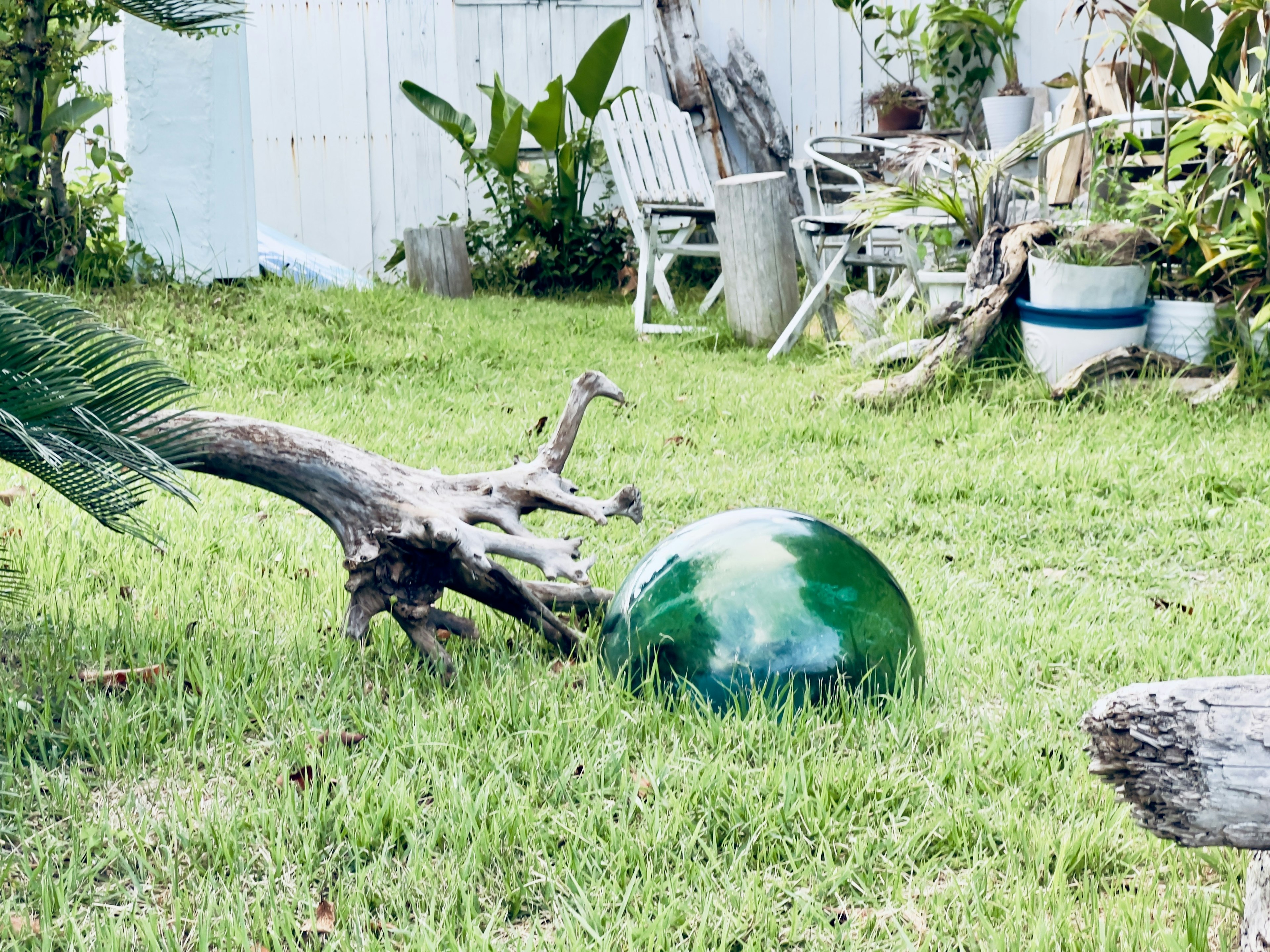 Objek bulat hijau di atas rumput dengan akar pohon dan tanaman di sekitarnya