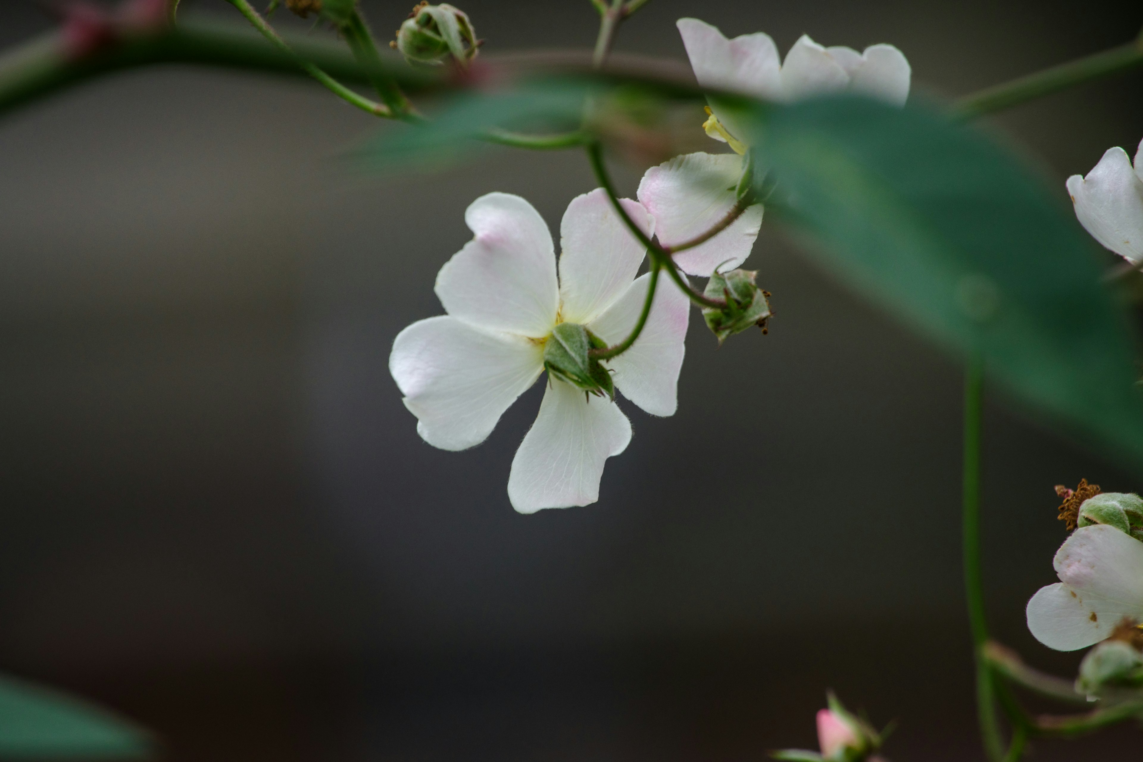 Primo piano di un fiore bianco con foglie verdi