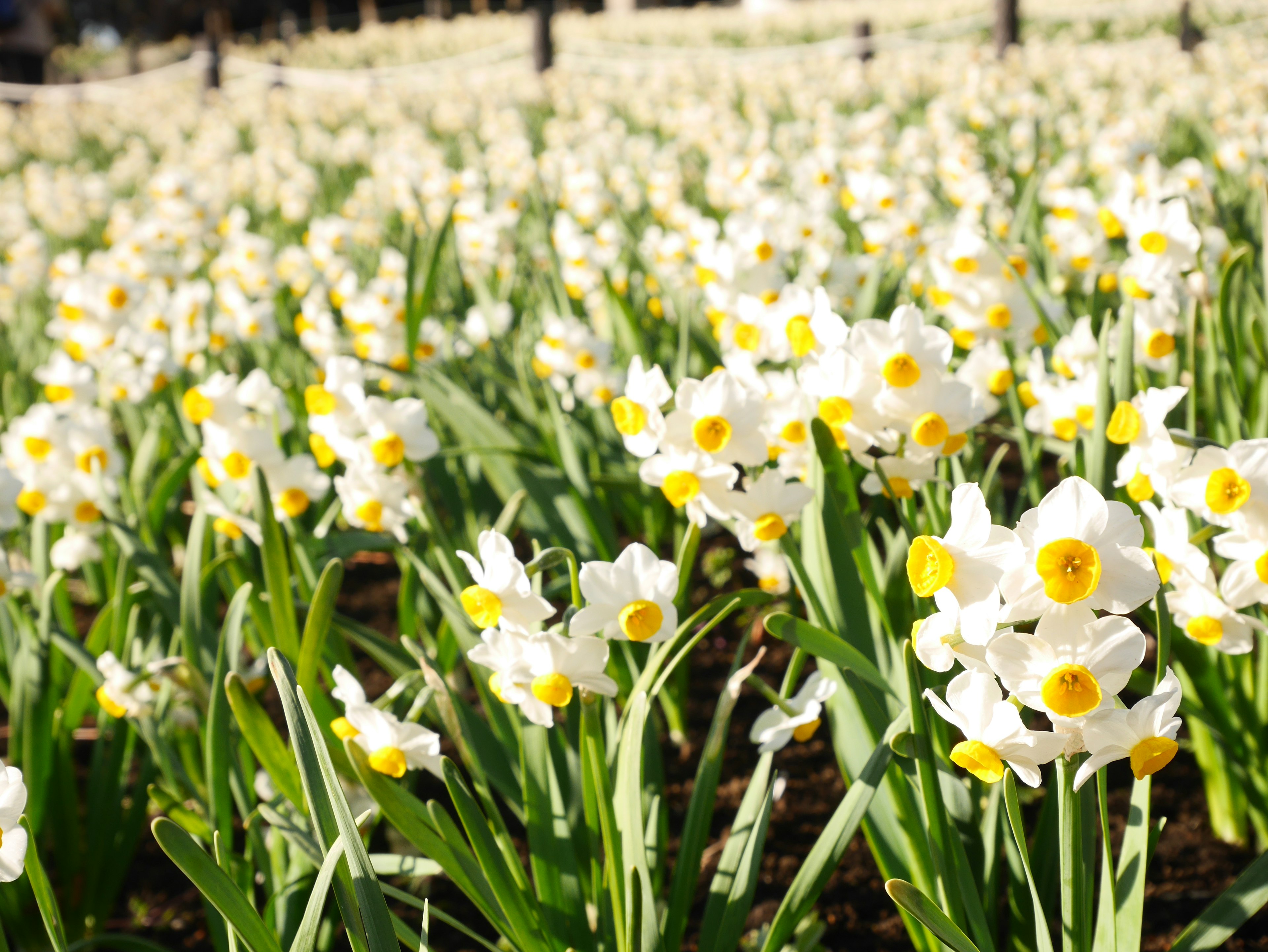 Field of daffodils with white petals and yellow centers