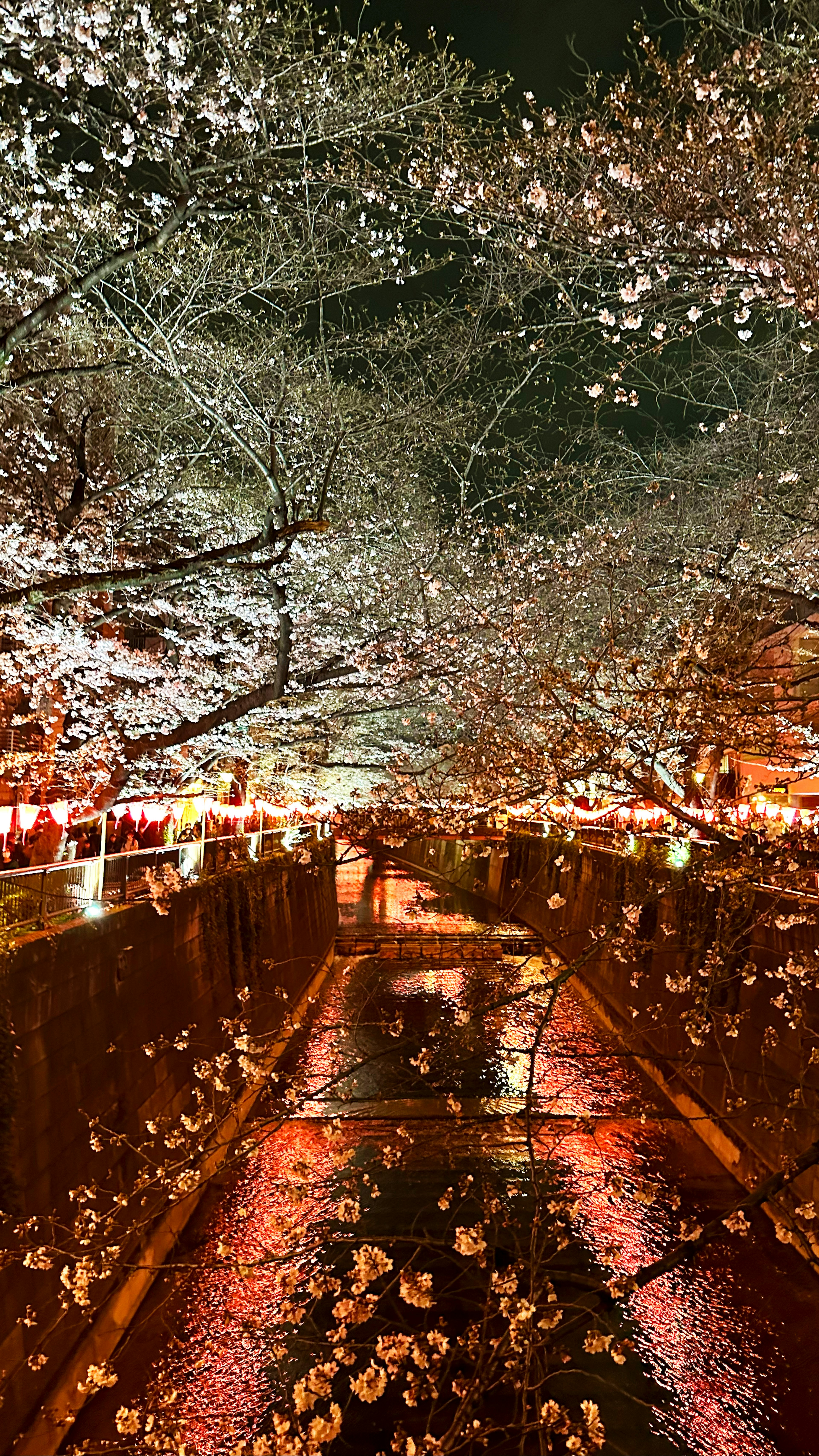 Scenic pathway under cherry blossom trees with scattered petals at night