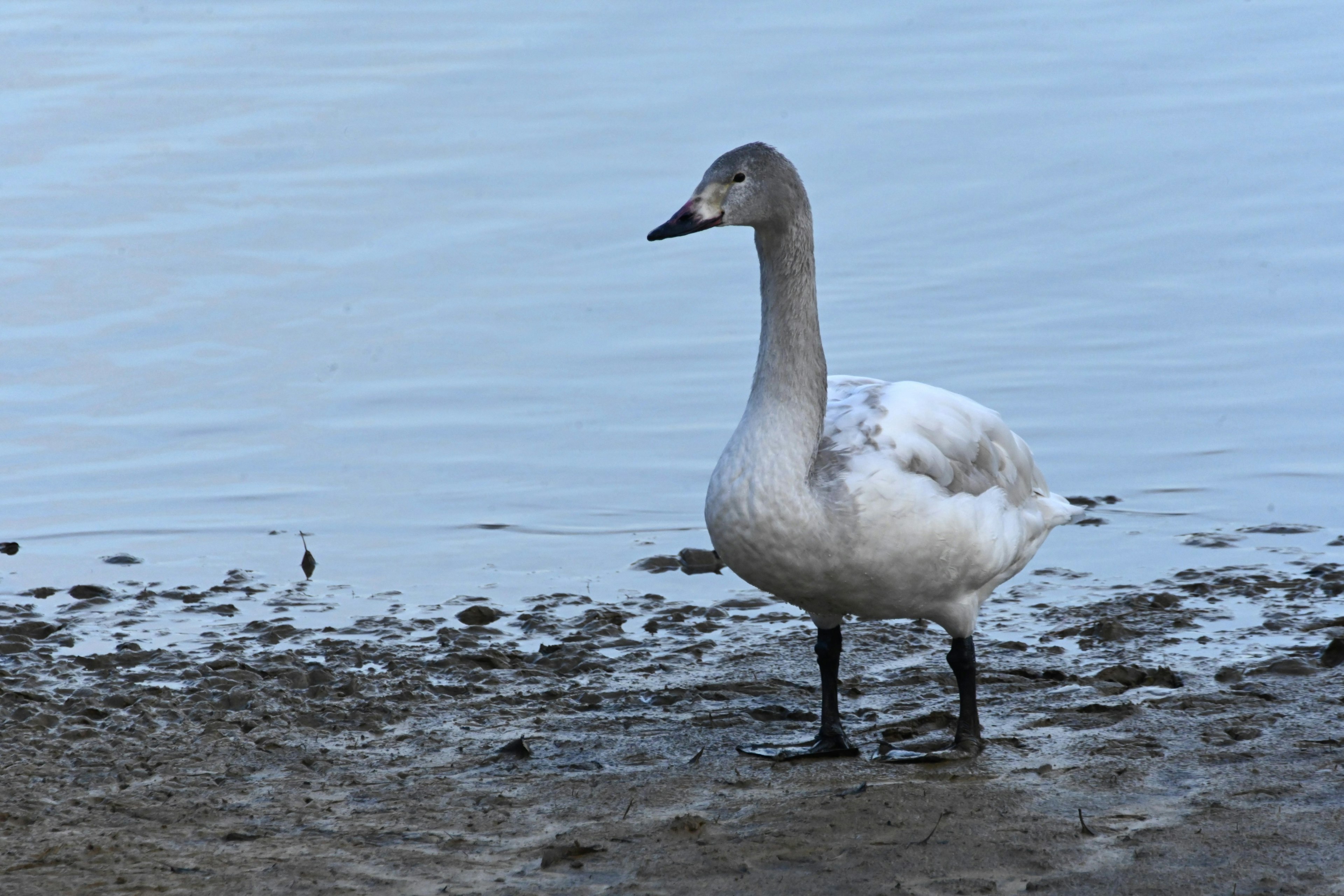 Giovane cigno in piedi al bordo dell'acqua