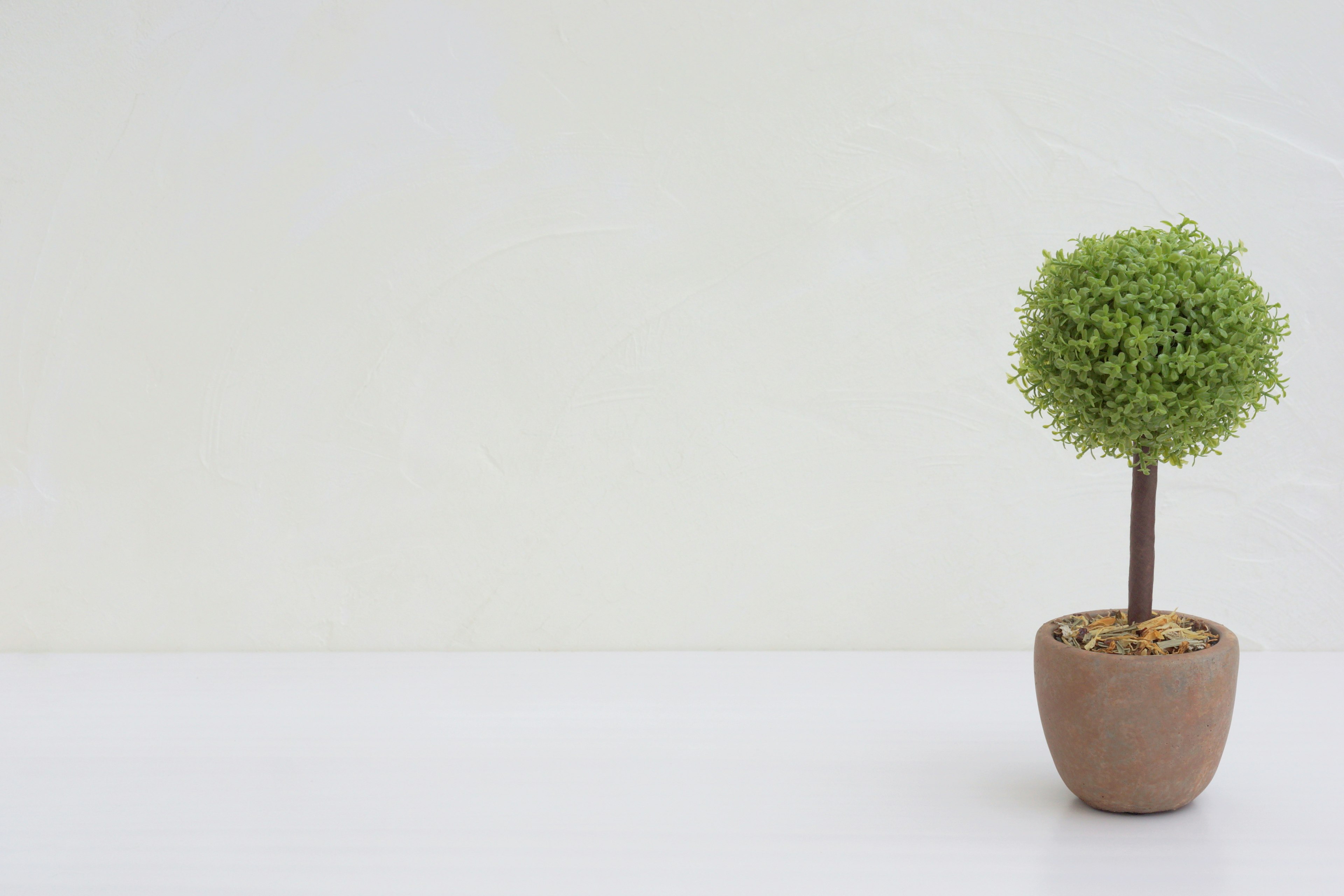 Piccolo albero verde in un vaso di ceramica con uno sfondo interno semplice