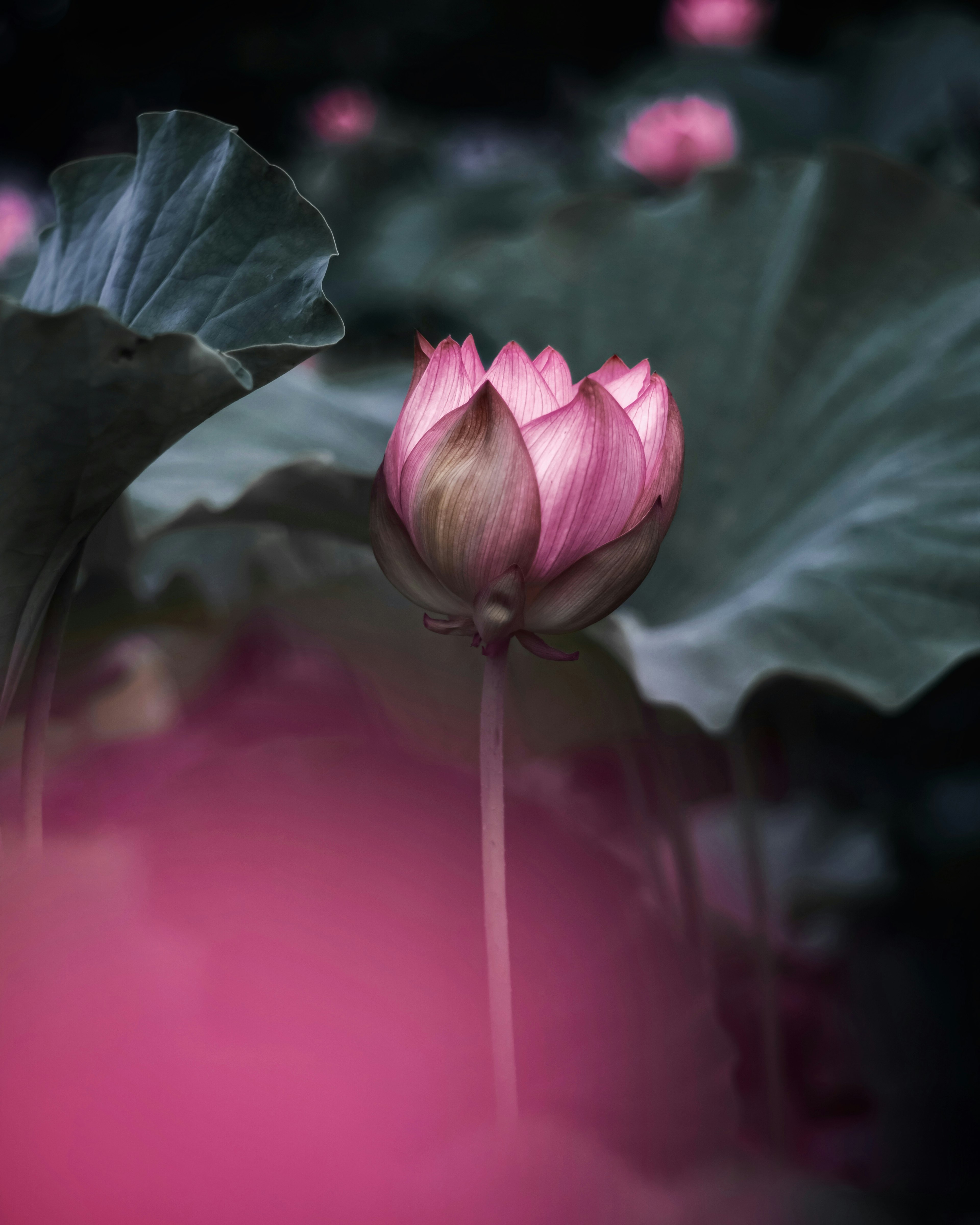 美しい蓮の花が緑の葉の間から顔を出している