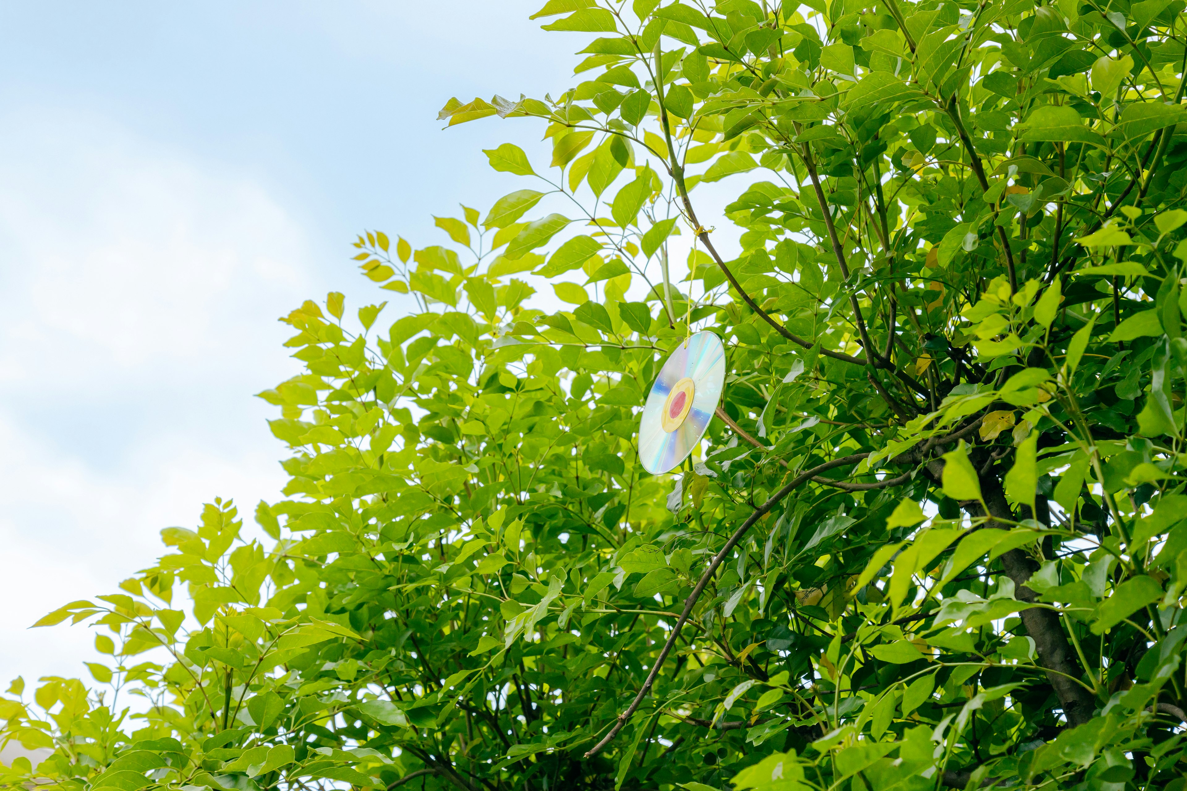 Ramas de árbol verdes bajo un cielo azul con un molinillo colorido