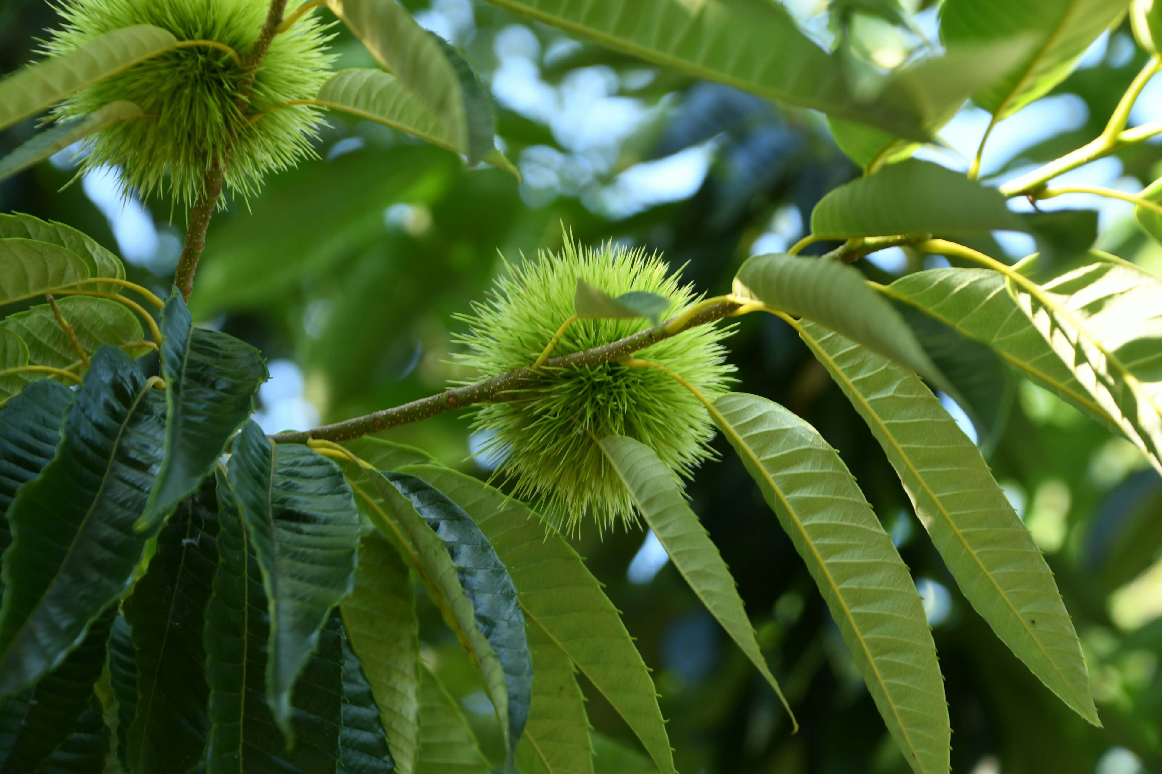 Close-up of green chestnut fruits and leaves