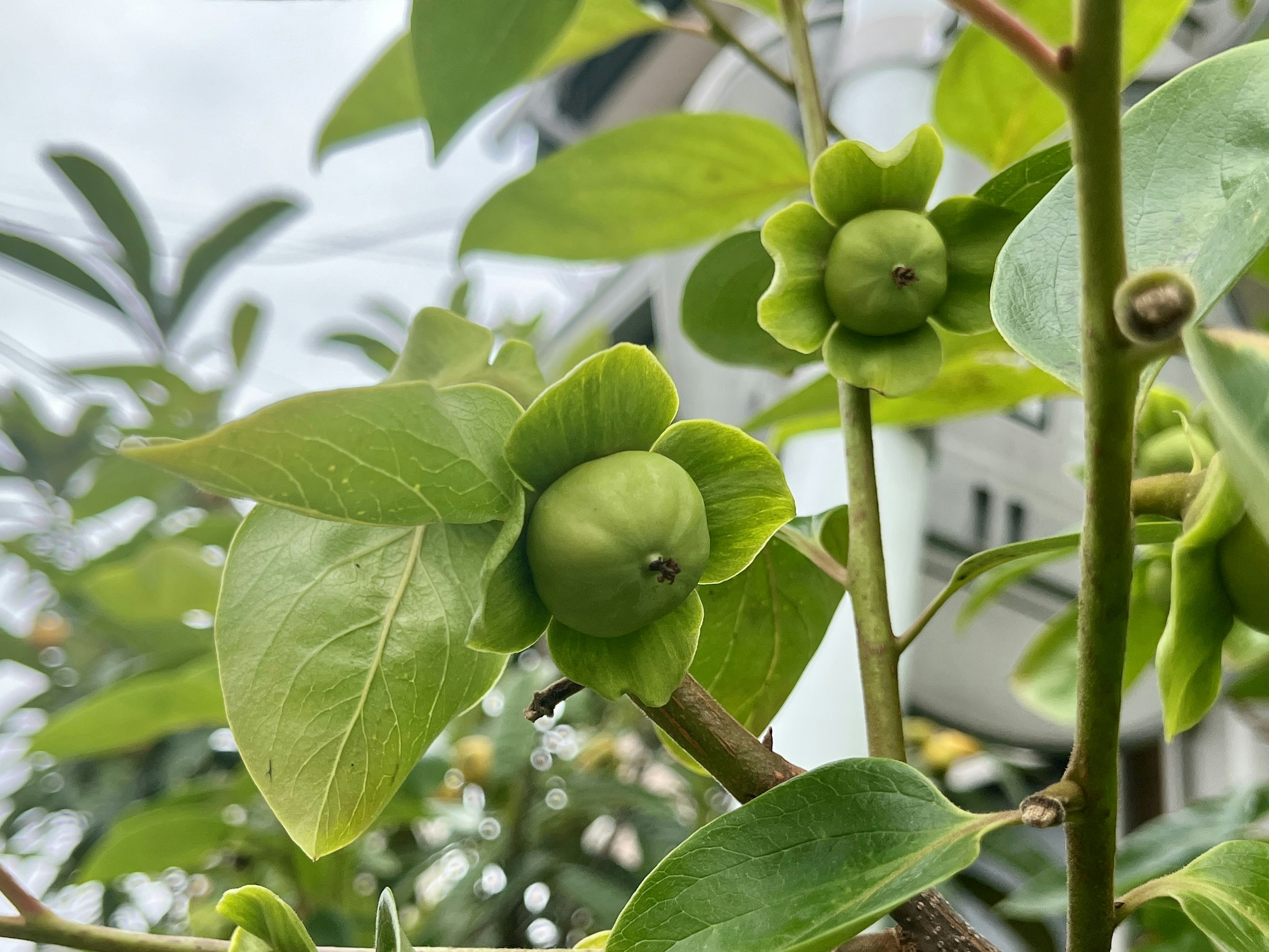 緑色の果実がついた植物のクローズアップ画像