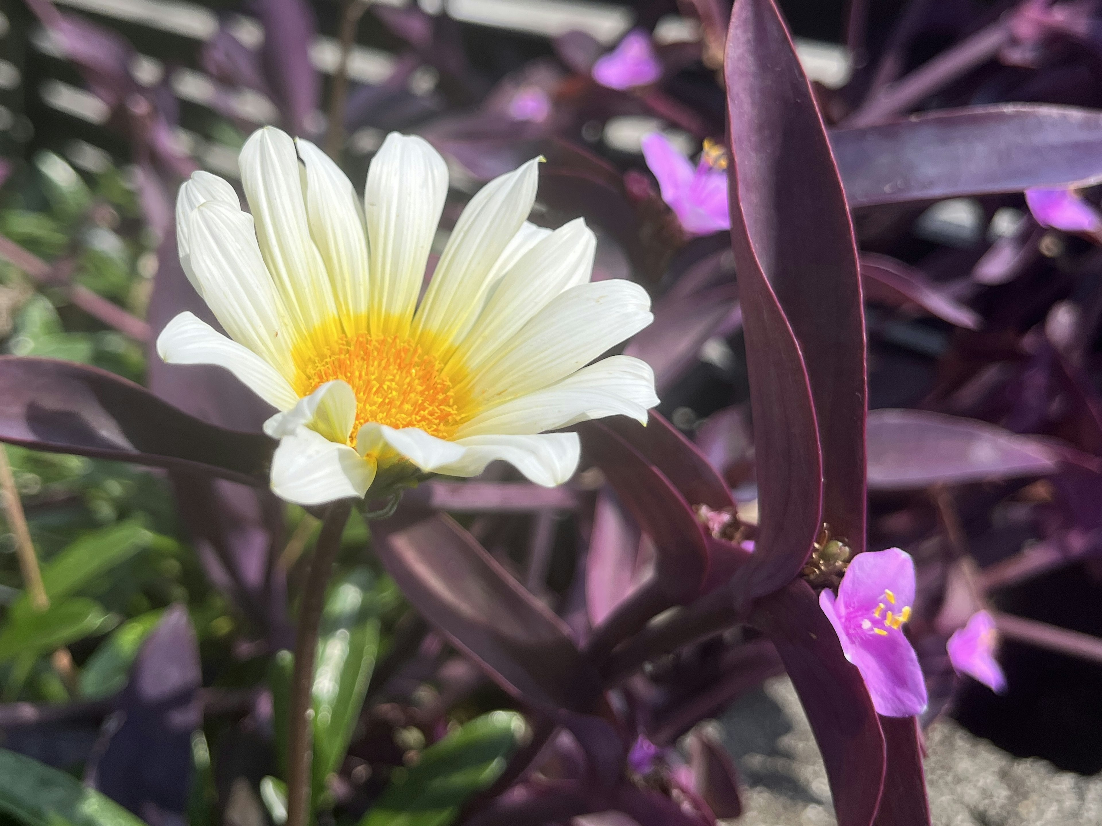 Gros plan d'une fleur blanche avec un centre jaune et des feuilles violettes