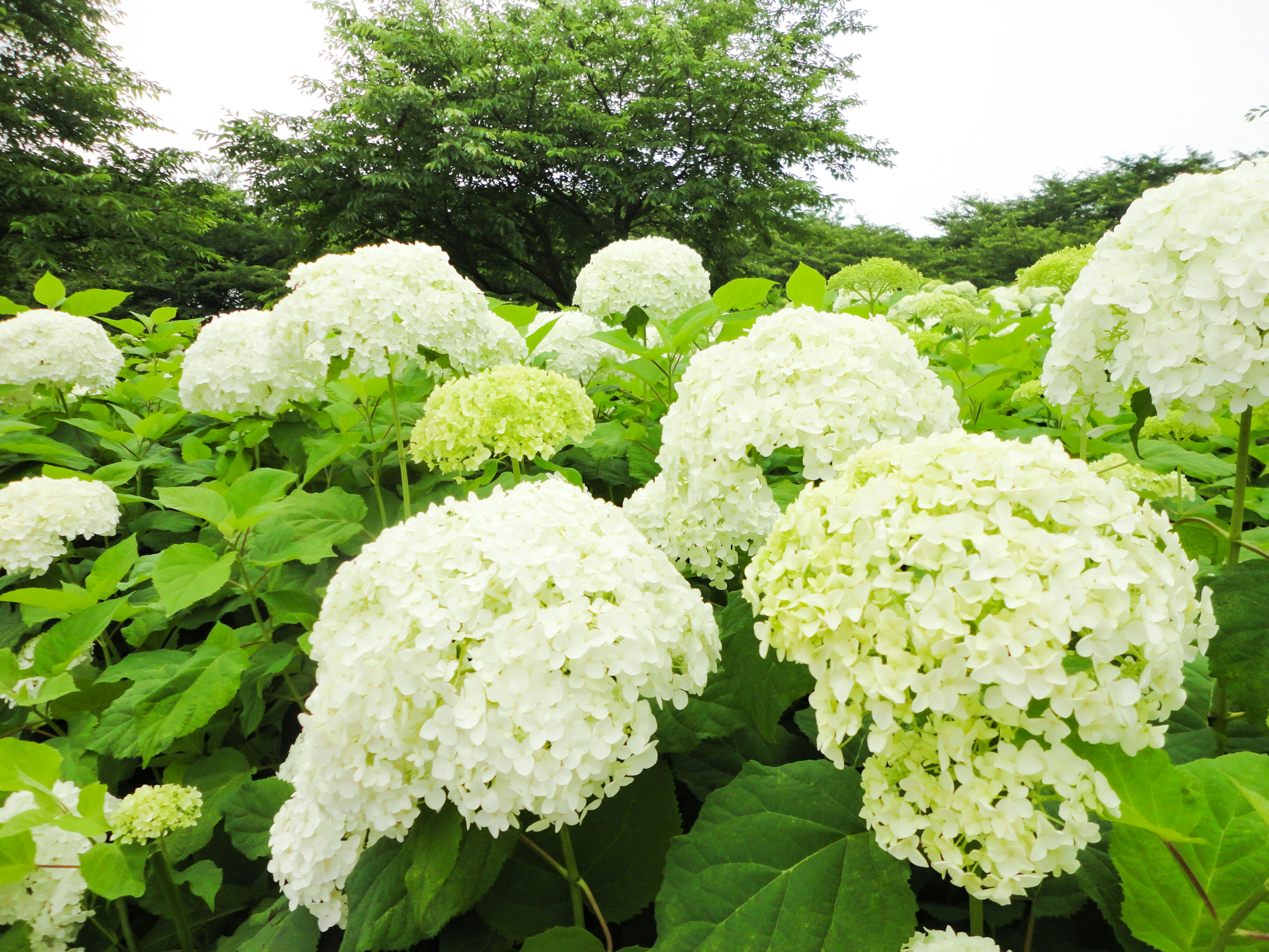 Lanskap hijau subur dipenuhi dengan bunga hydrangea putih