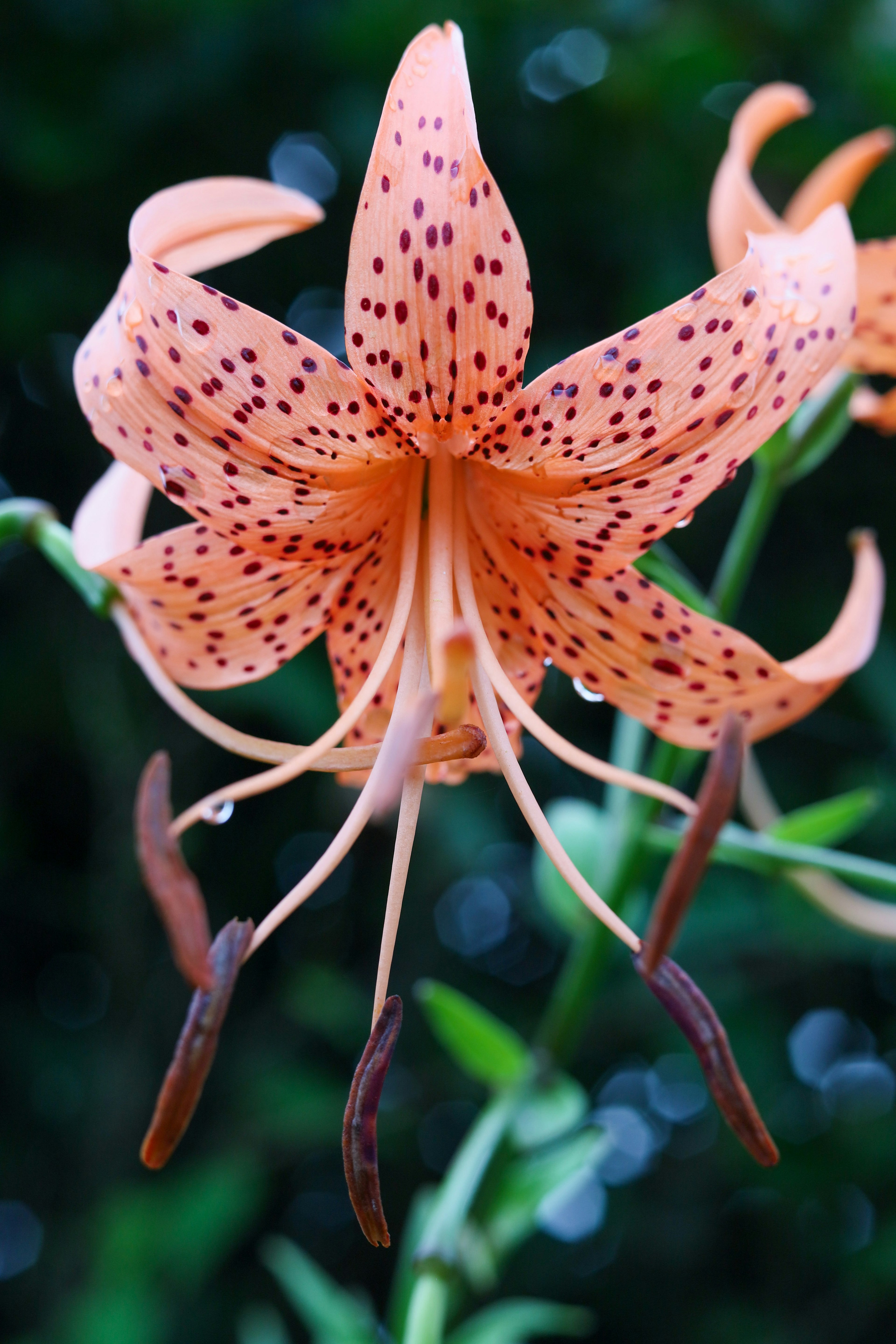 オレンジ色の花弁に黒い斑点がある美しい花