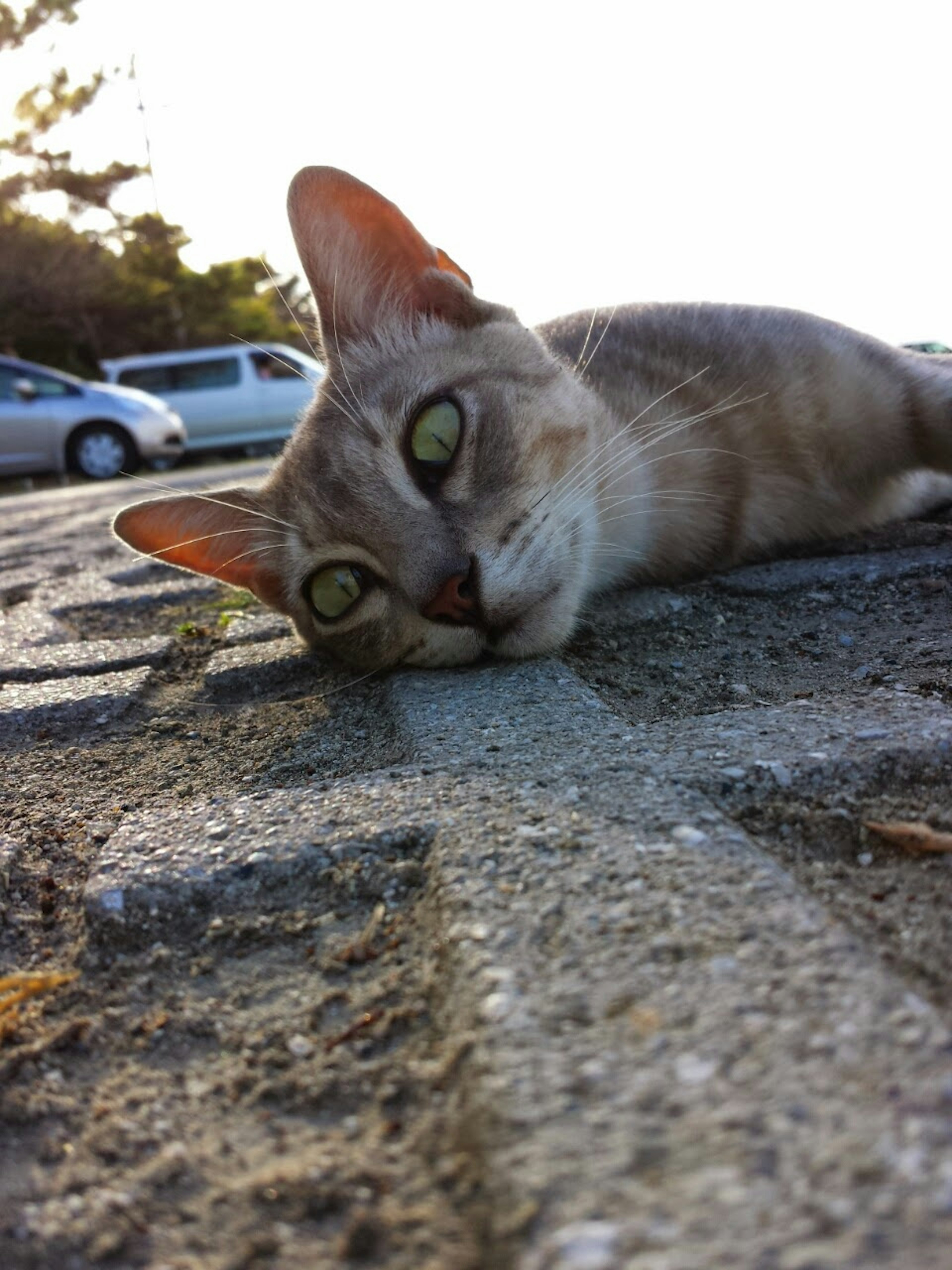 Close-up kucing berbaring di jalan