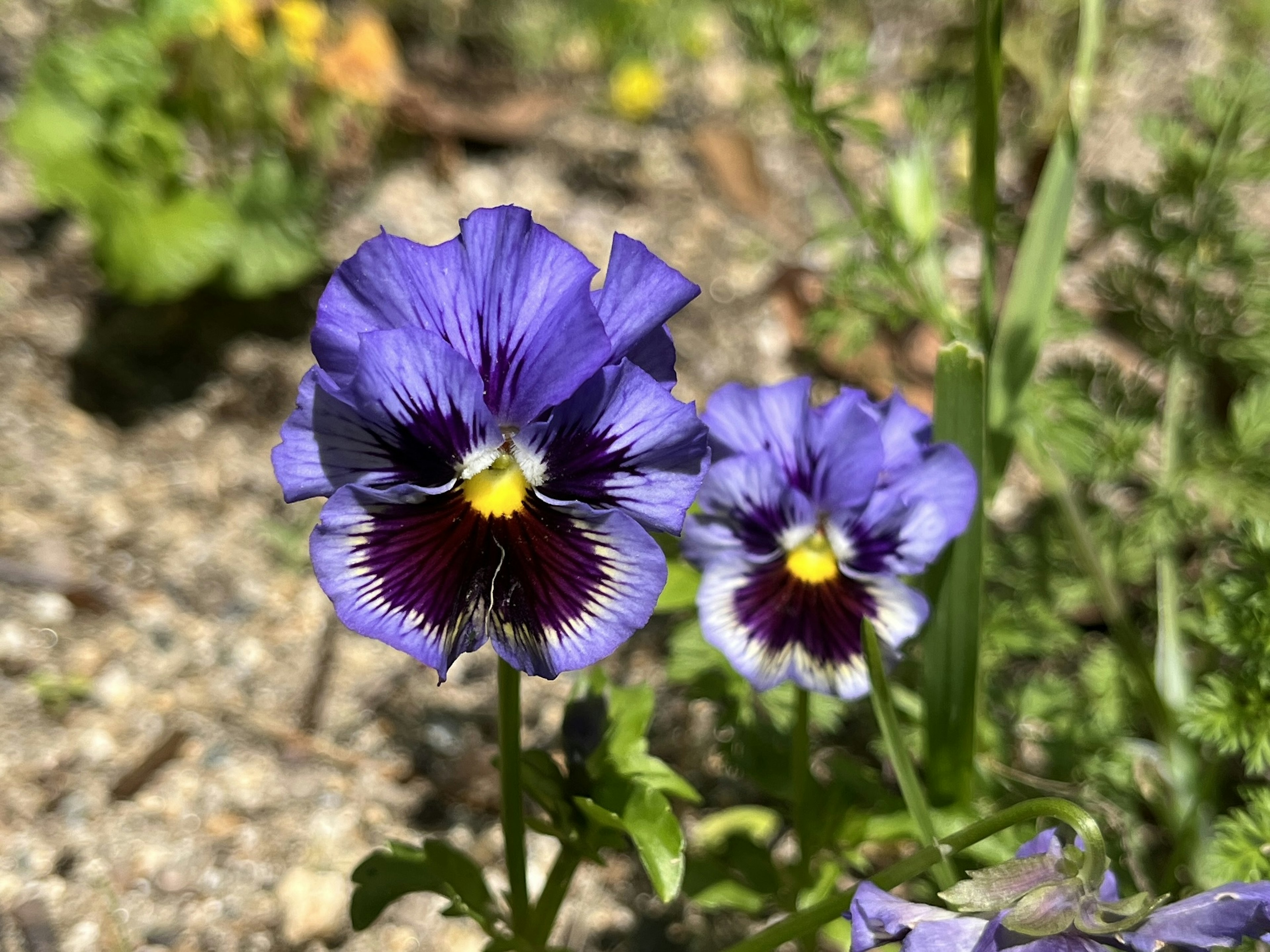 Des pensées violettes éclatantes fleurissant dans un parterre de fleurs