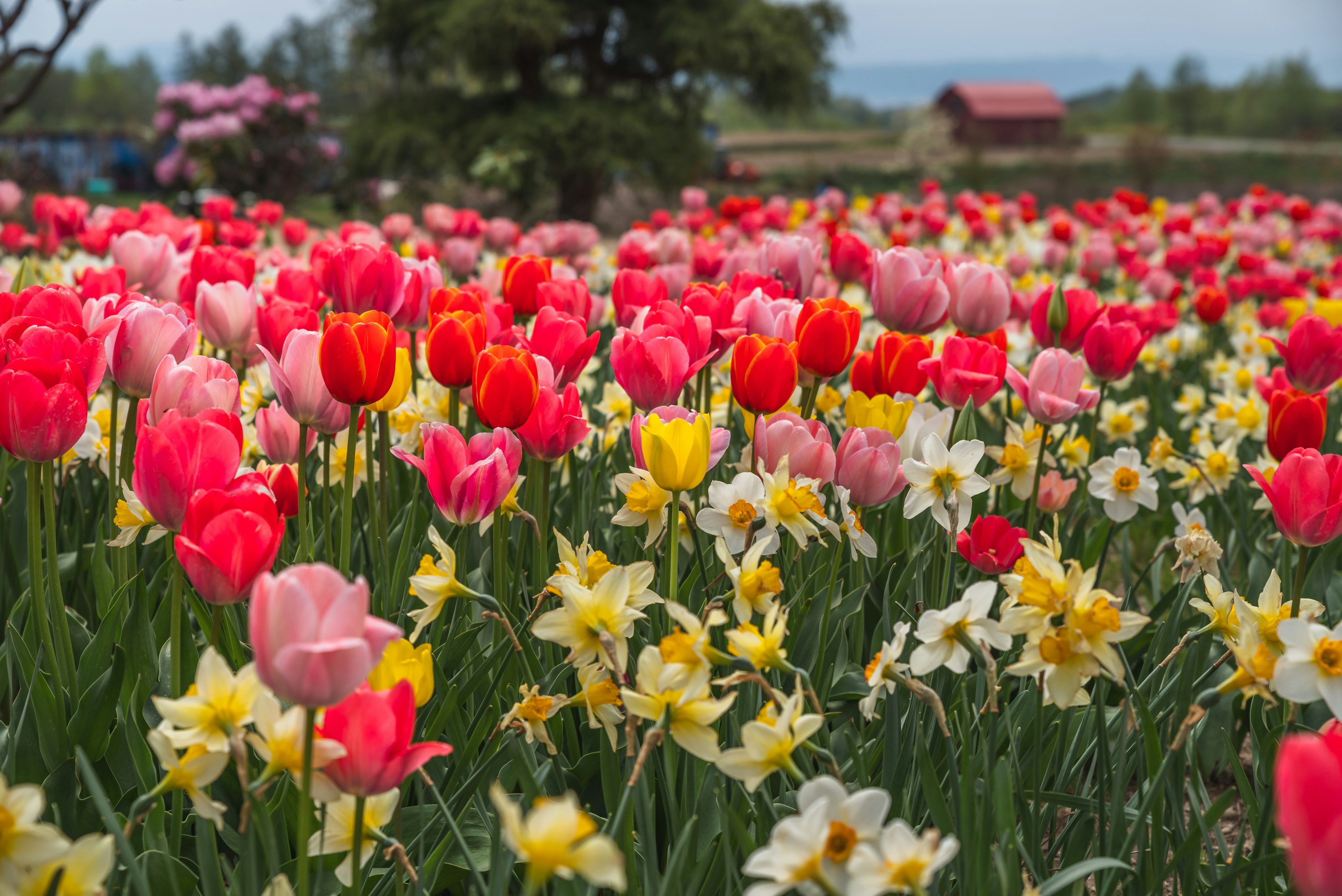 Cánh đồng hoa với tulip và hoa thủy tiên rực rỡ