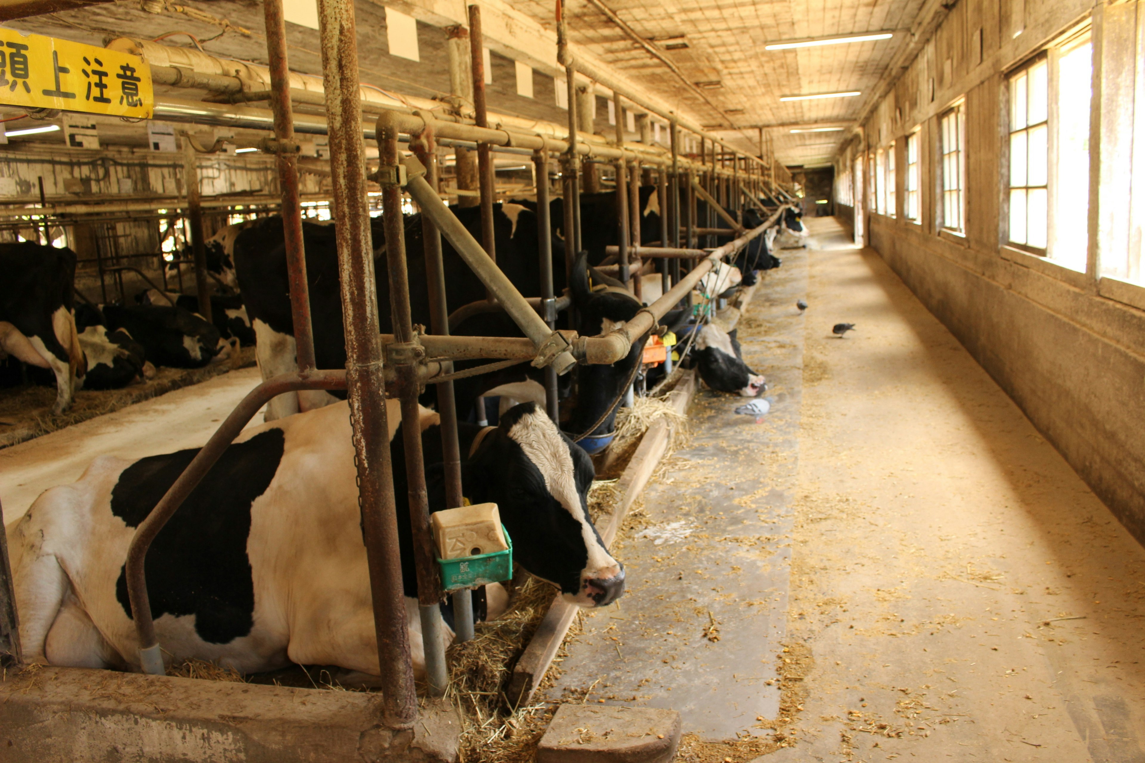 Interior view of a barn with cows