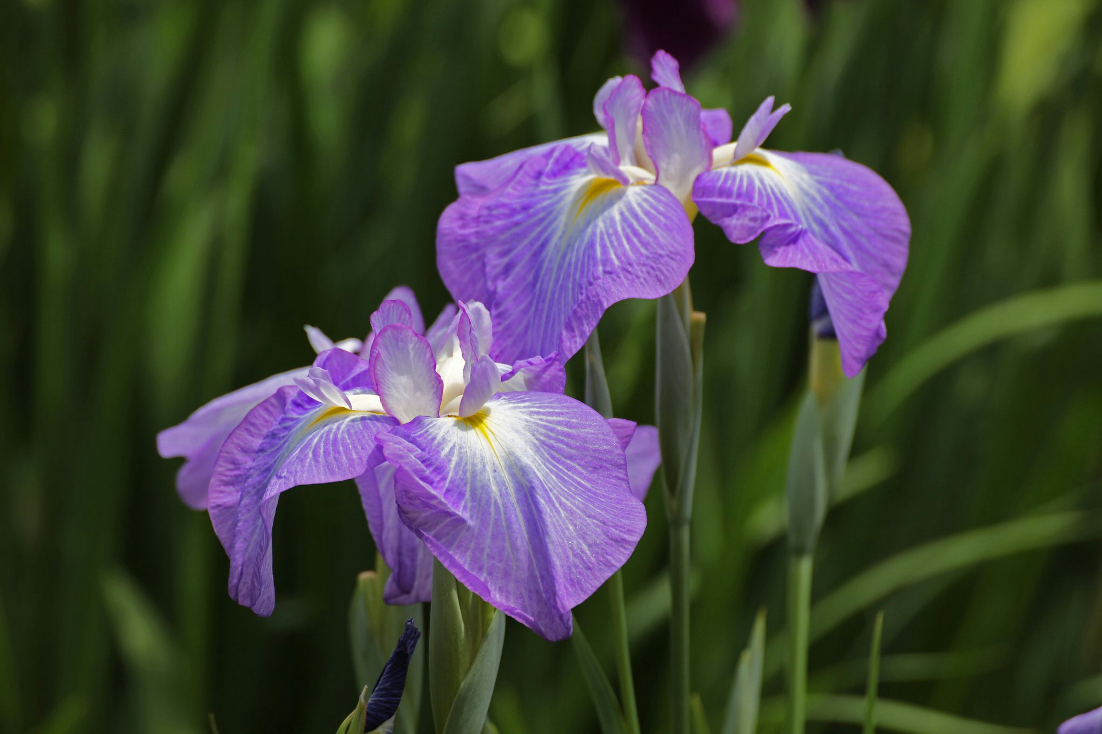 Tre fiori di iris viola che fioriscono su uno sfondo verde