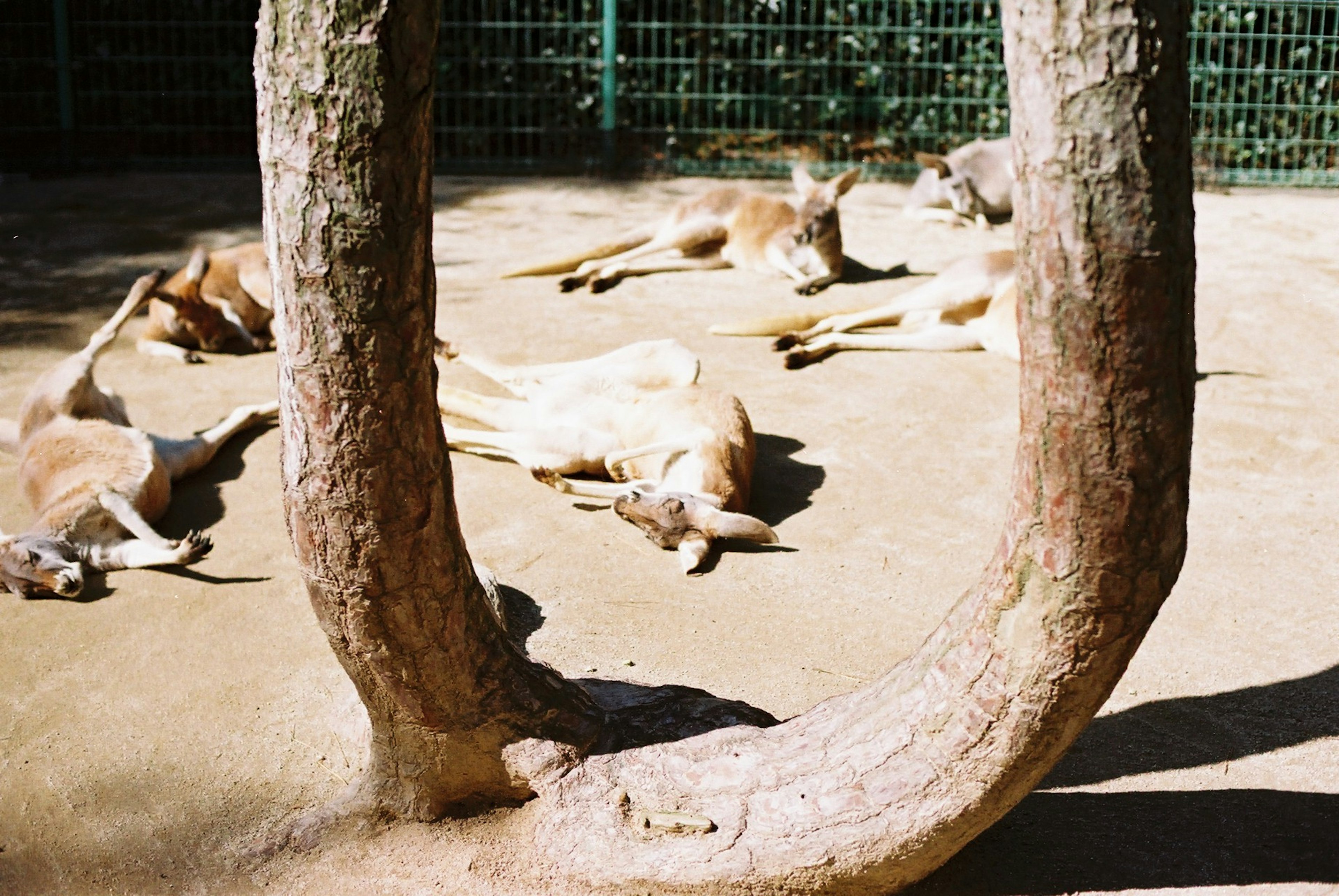 Kängurus, die sich in der Sonne entspannen, mit einem Baumstamm im Vordergrund