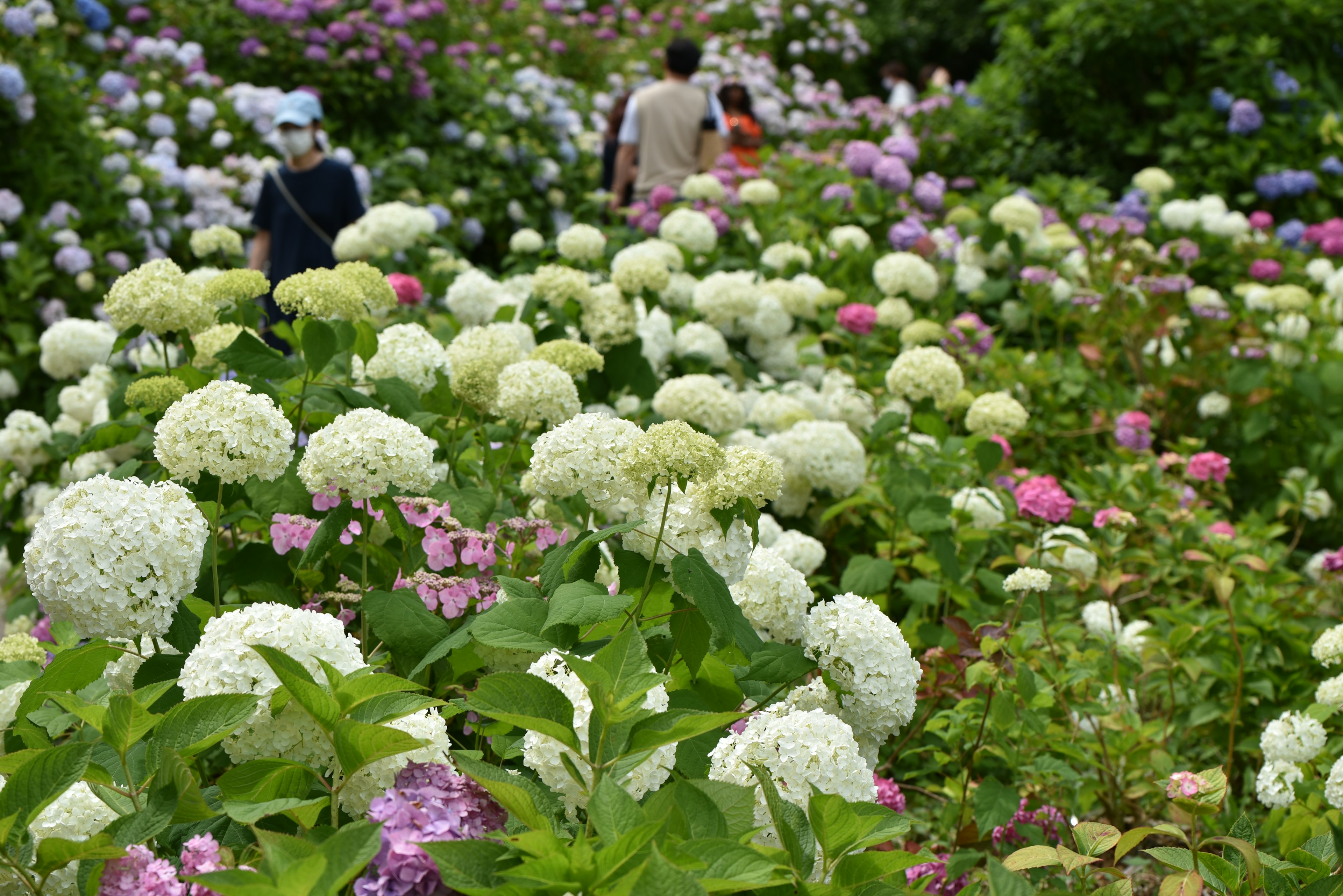 Besucher spazieren durch einen Garten voller bunter Hortensien