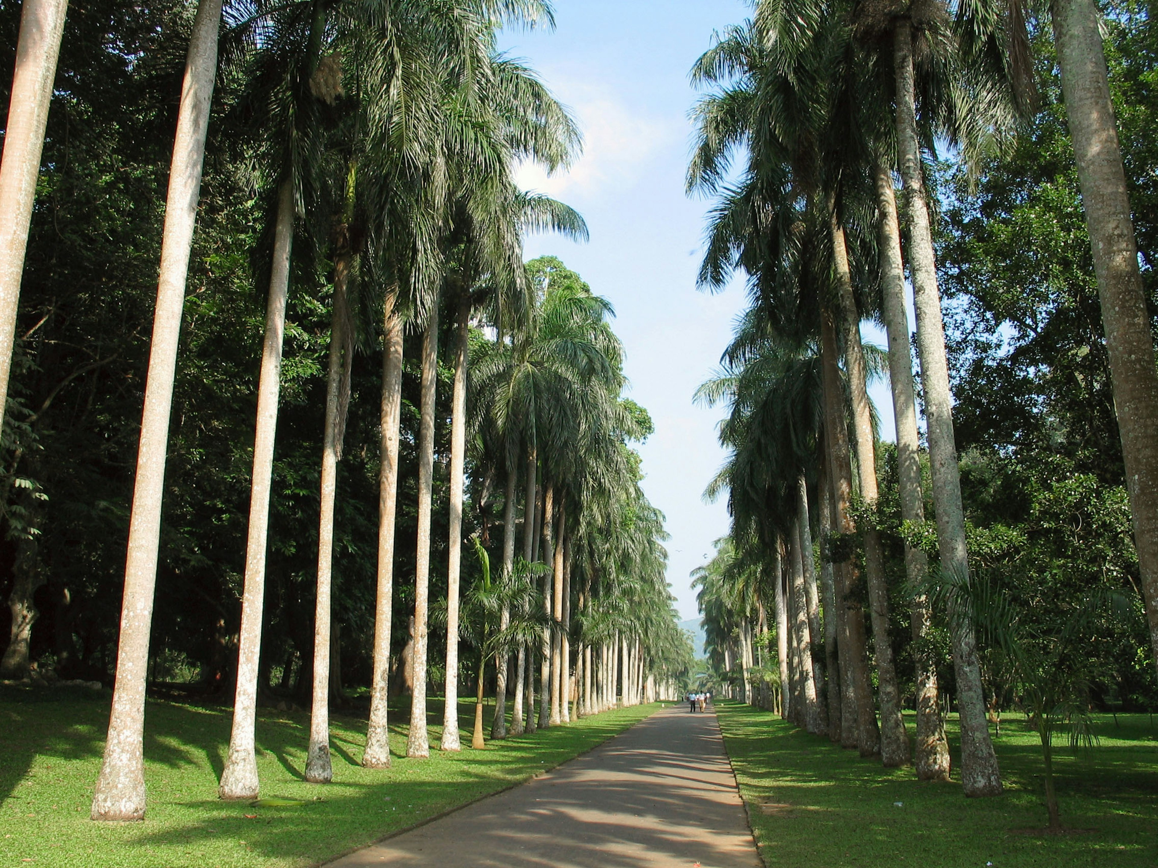 Tall palm trees lining a lush green pathway