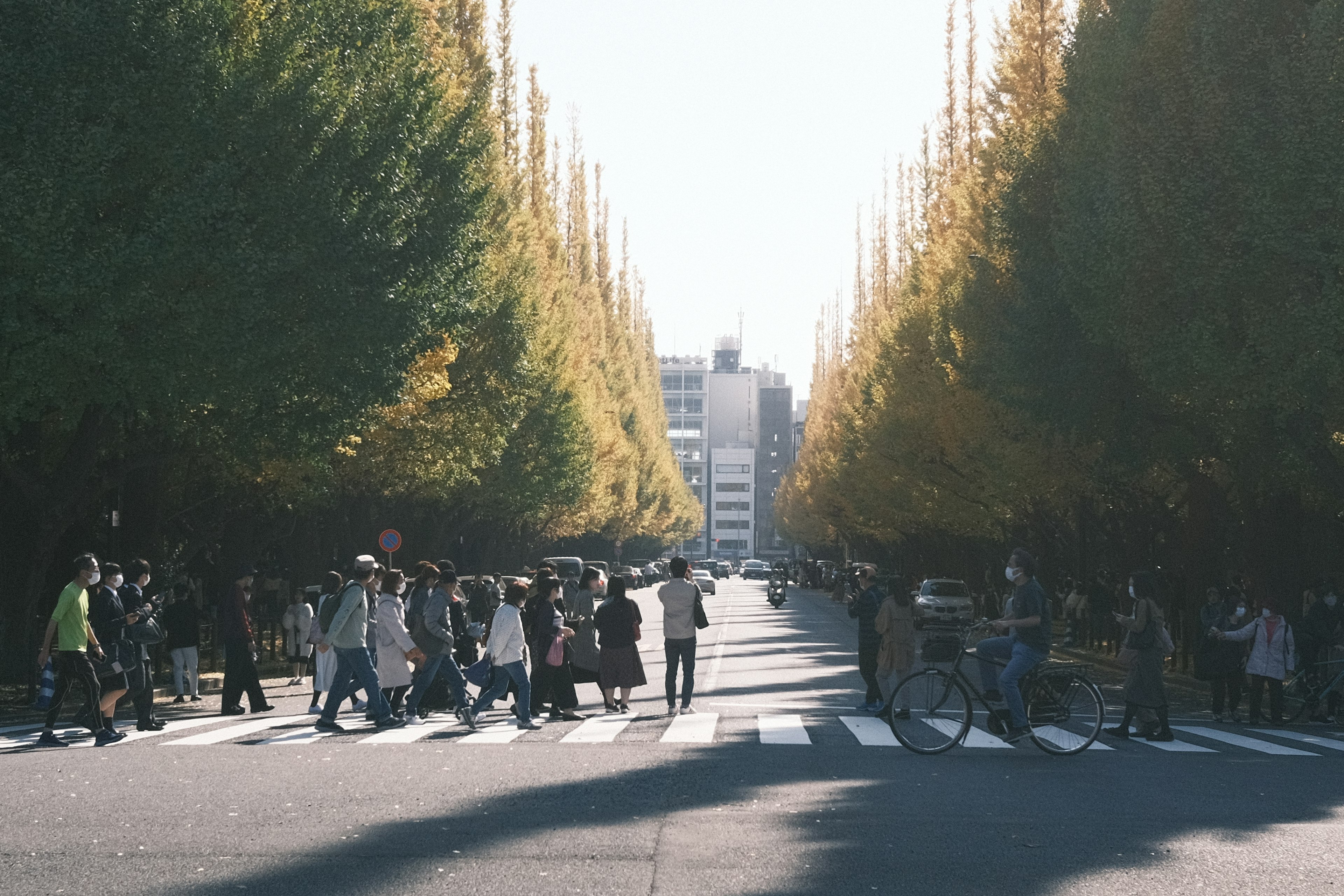 イチョウ並木の通りを横断する人々の風景