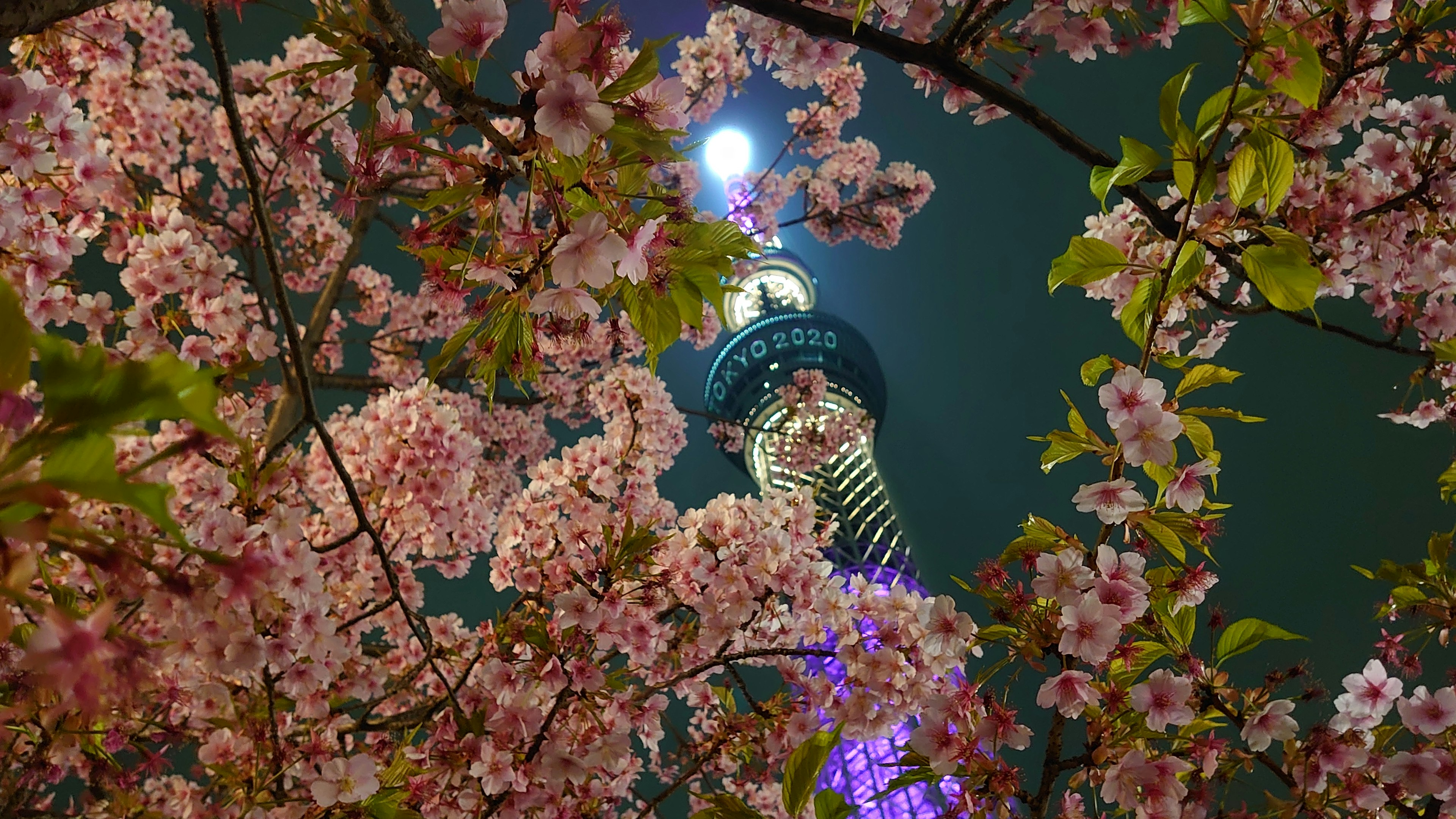 Tokyo Skytree dikelilingi bunga sakura di malam hari