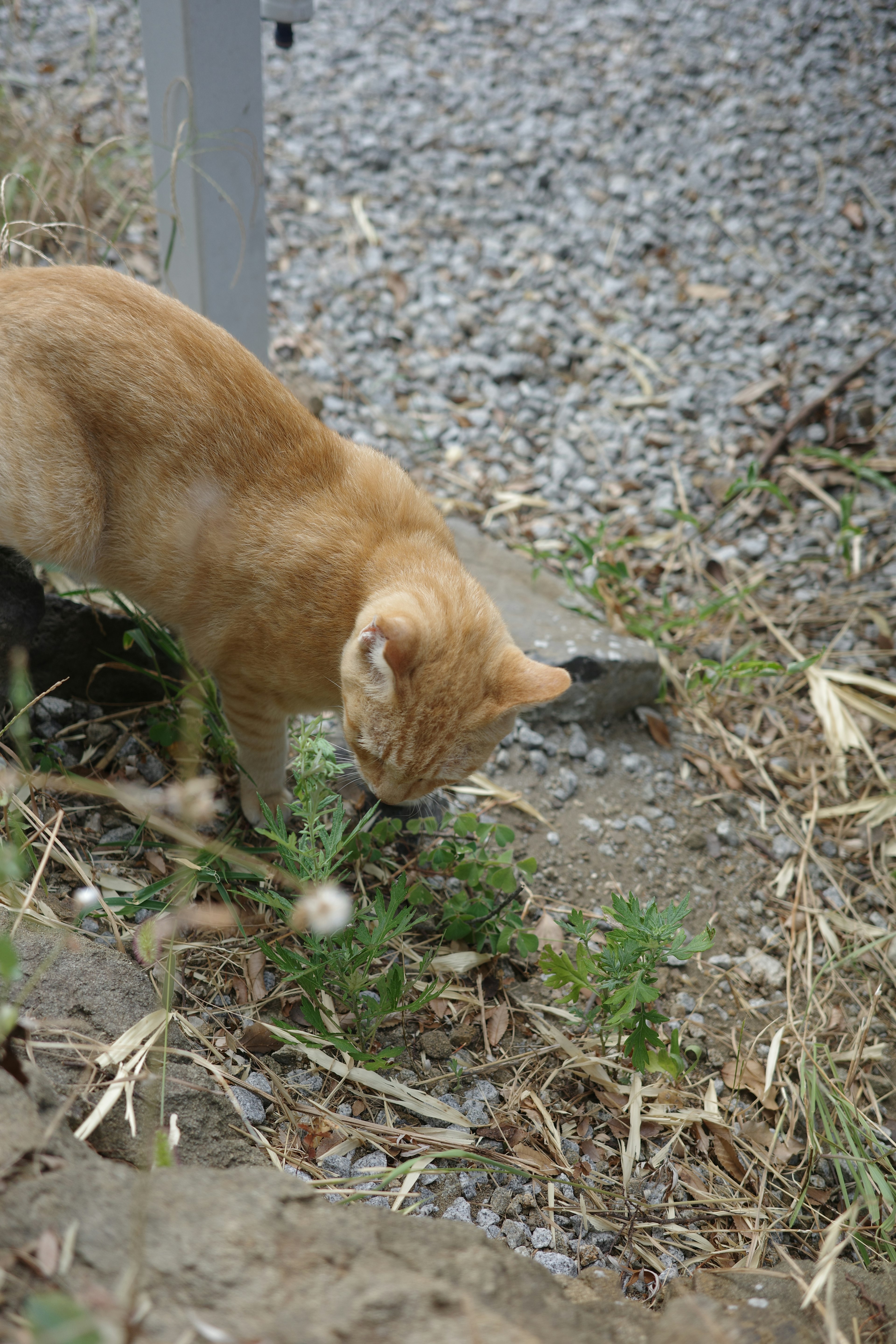 オレンジ色の猫が地面を探っているシーン