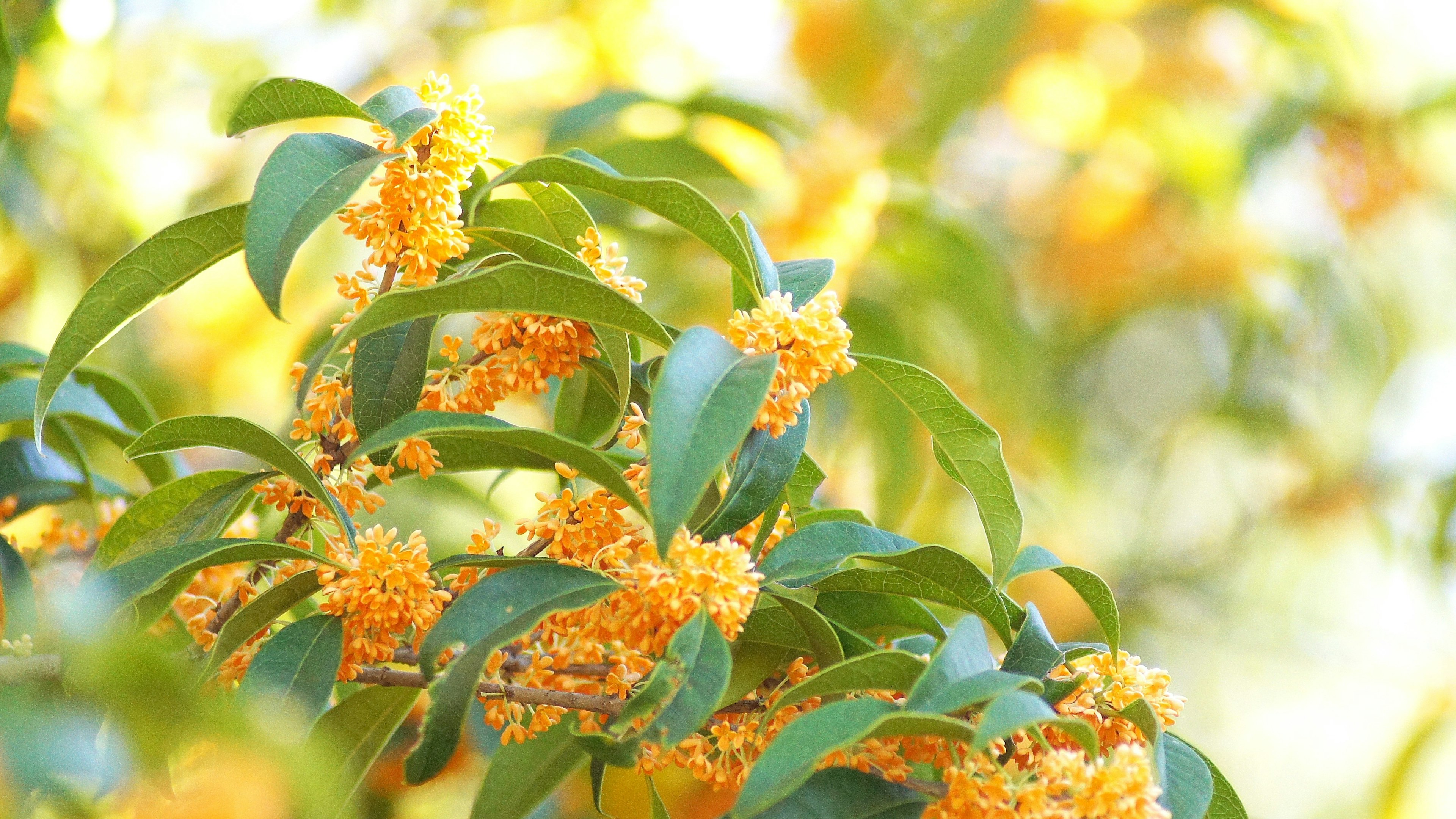 Eine Nahaufnahme von duftenden orangefarbenen Blüten vor grünem Blattwerk