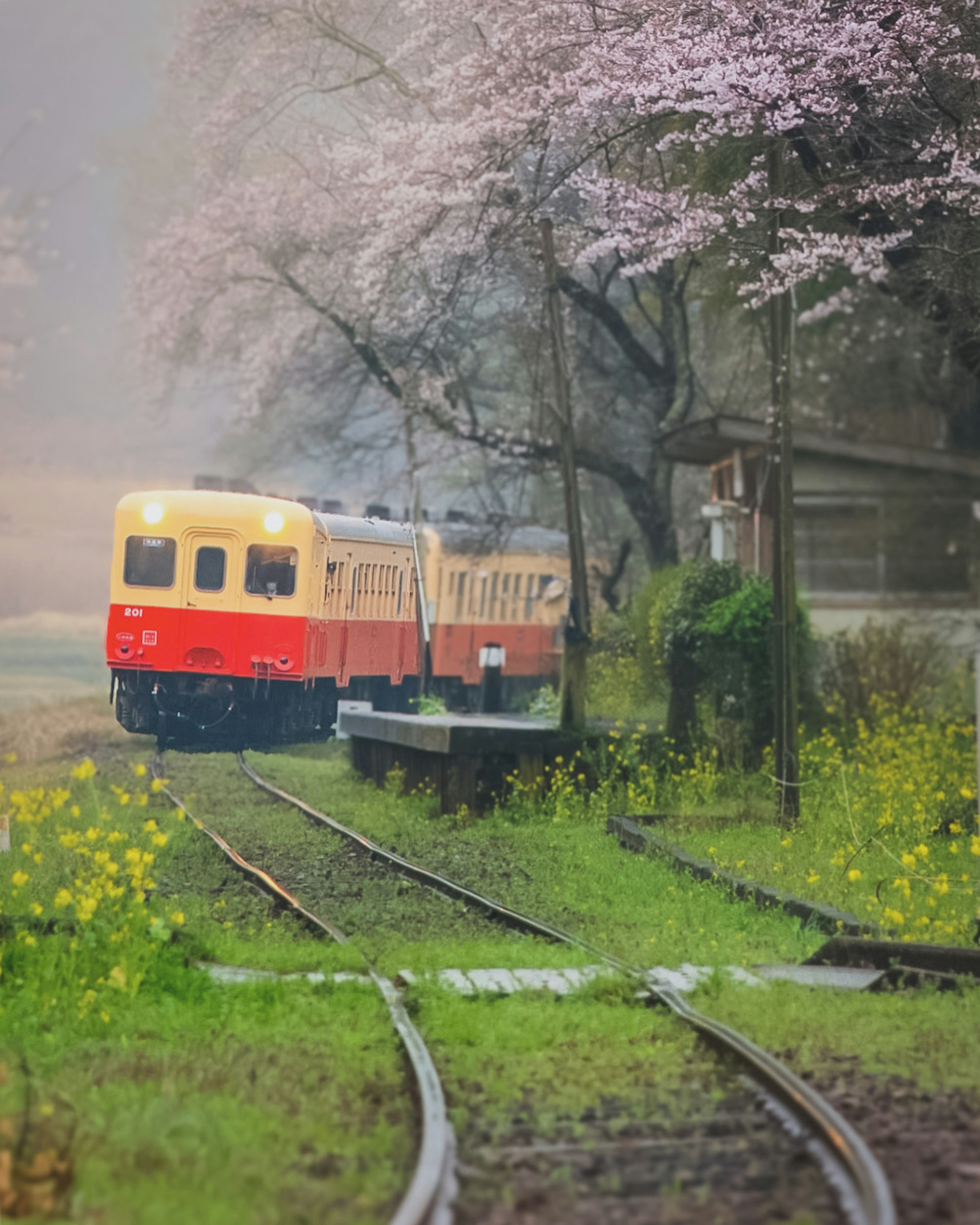 桜の木の下で色鮮やかな列車が走る風景