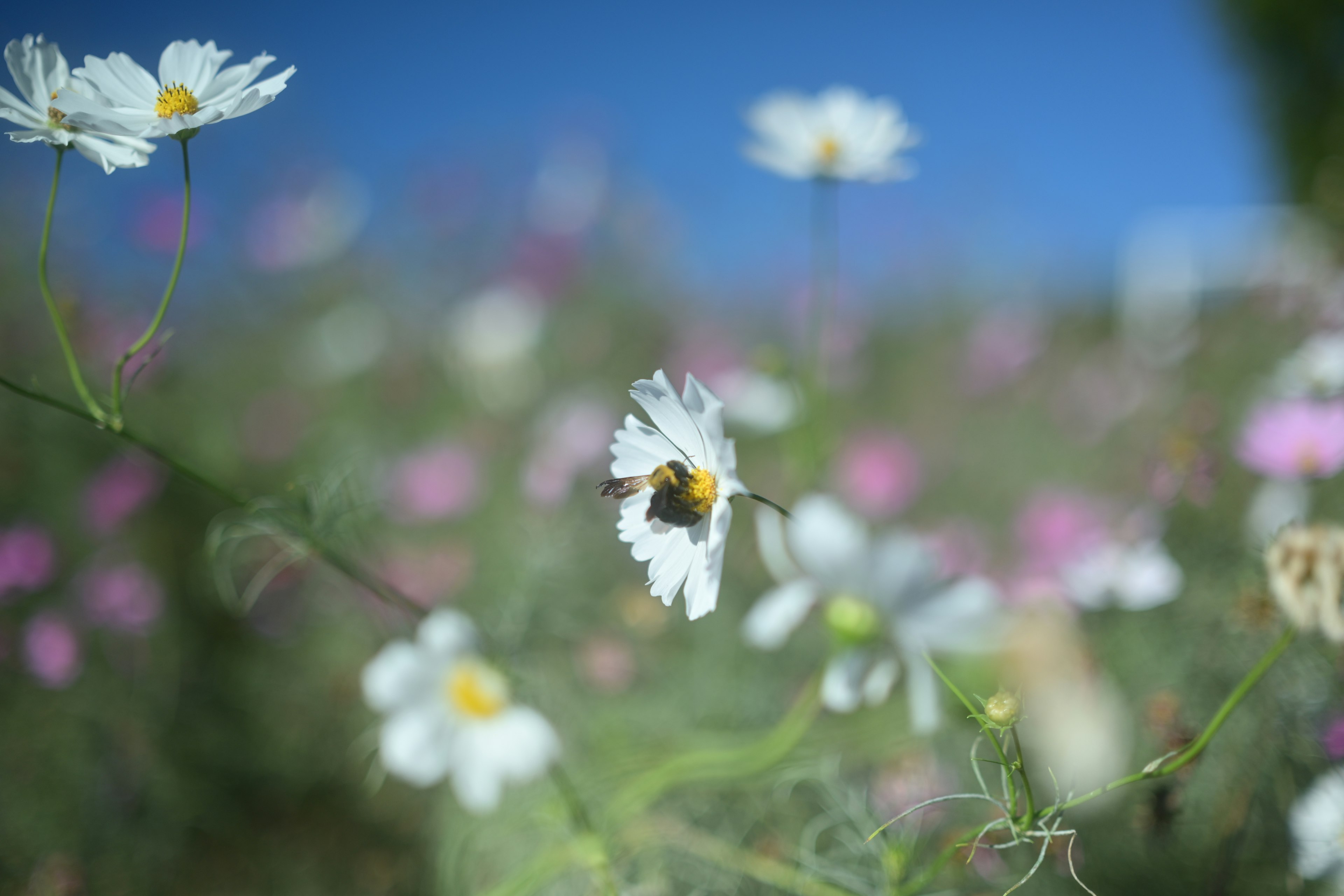 Feld mit weißen und rosa Blumen unter blauem Himmel