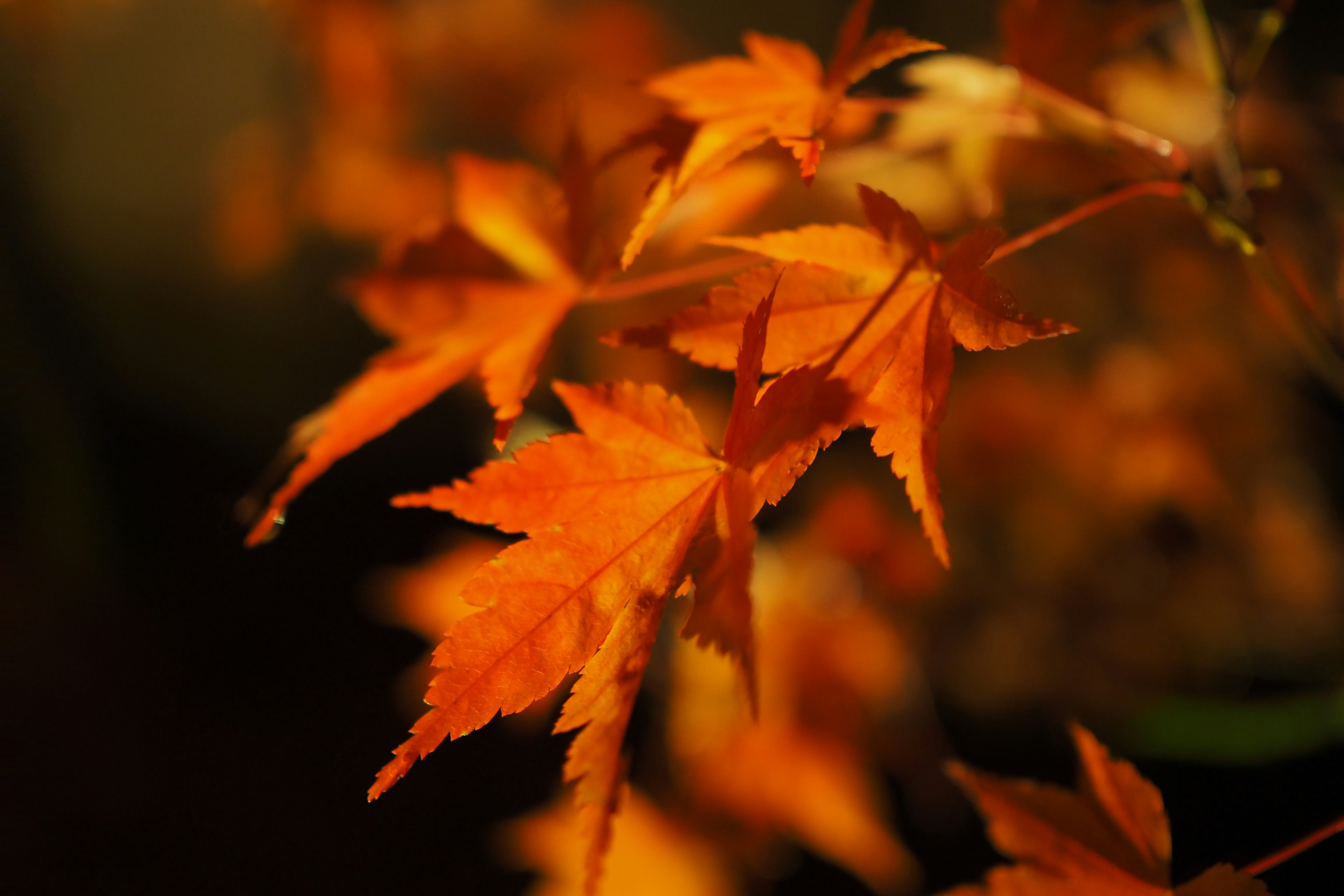 Daun maple oranye cerah dengan latar belakang kabur