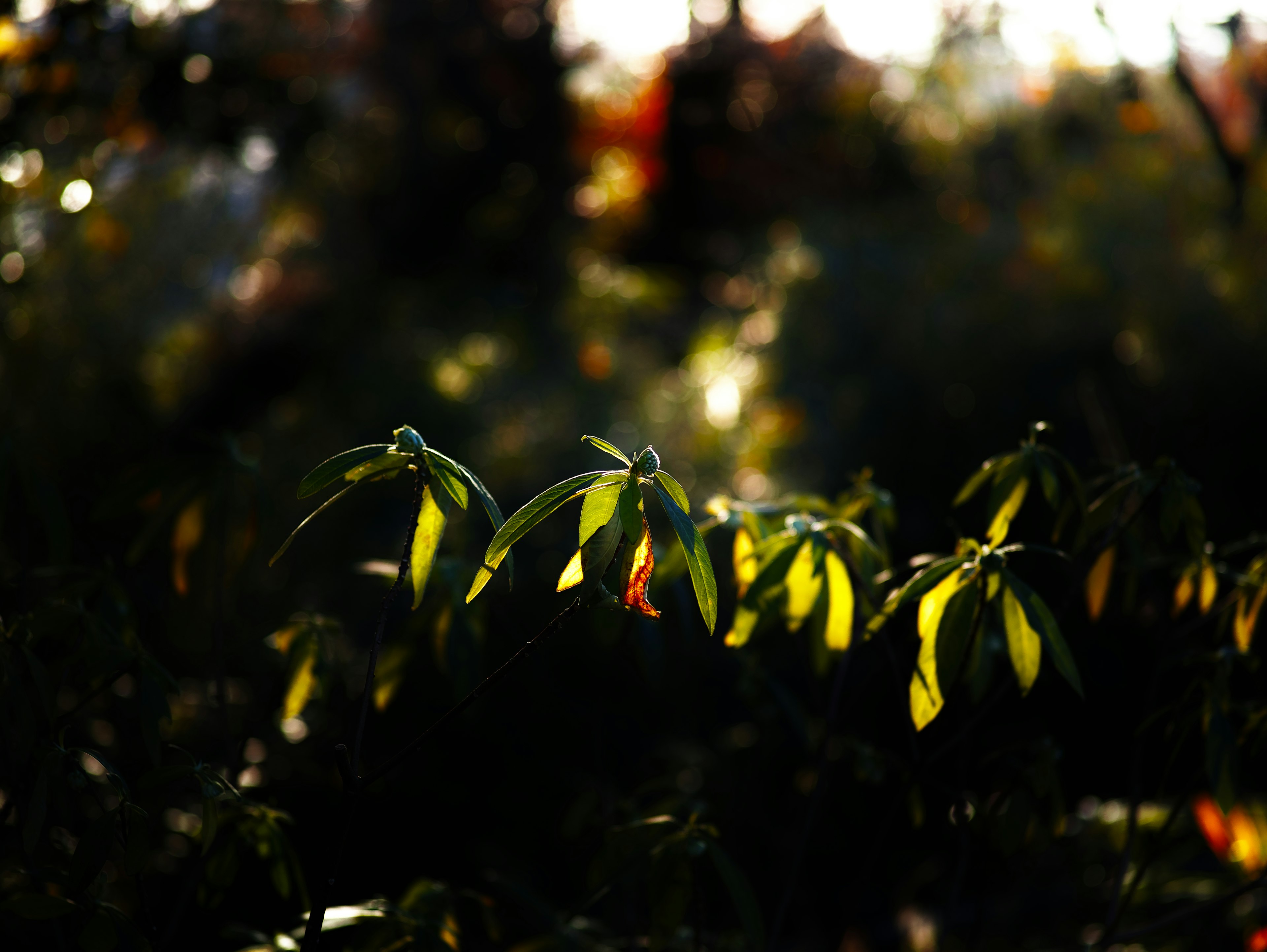 Escena natural con hojas verdes destacadas sobre un fondo oscuro