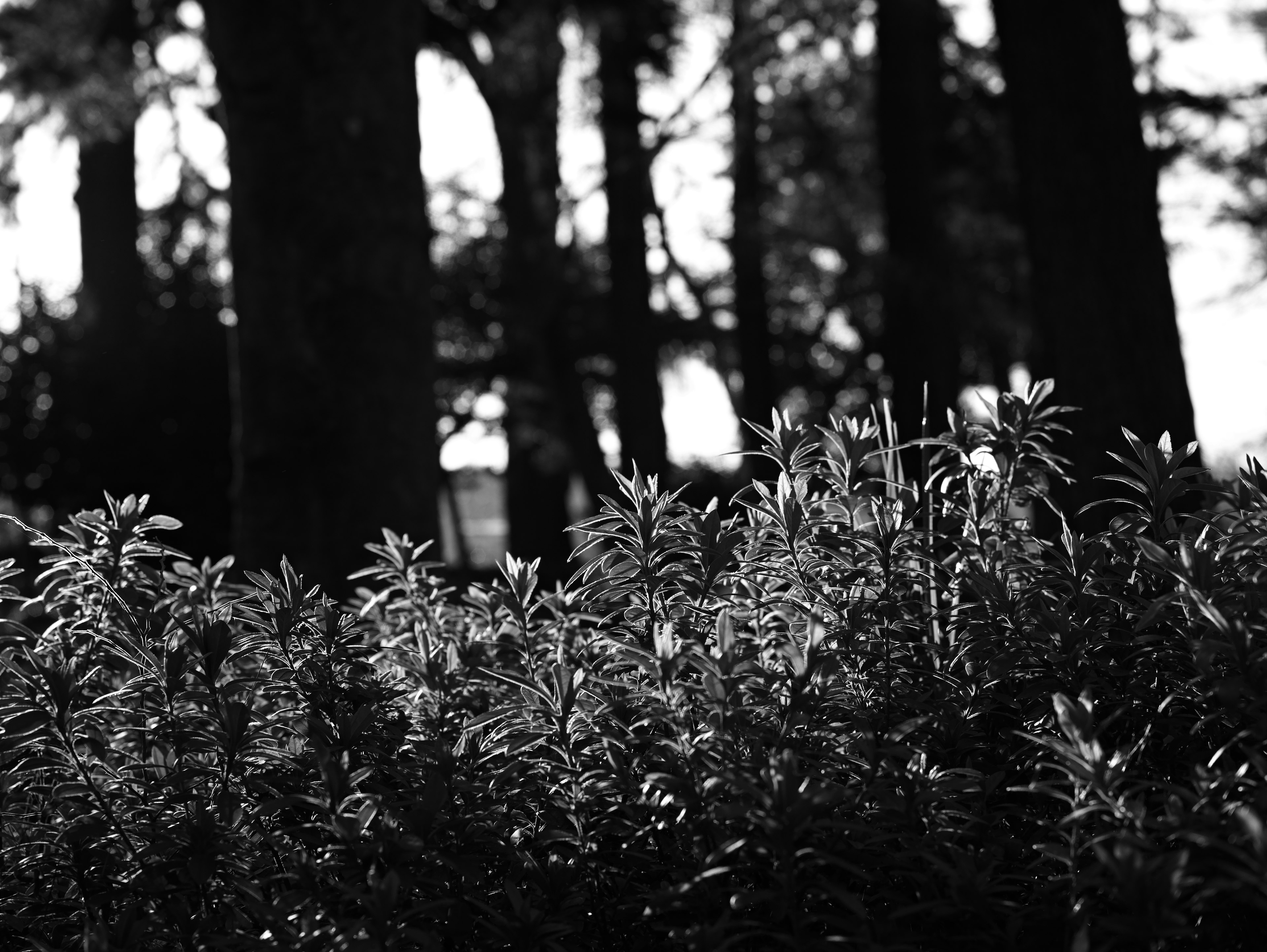 Plantas verdes en primer plano con fondo de bosque en blanco y negro