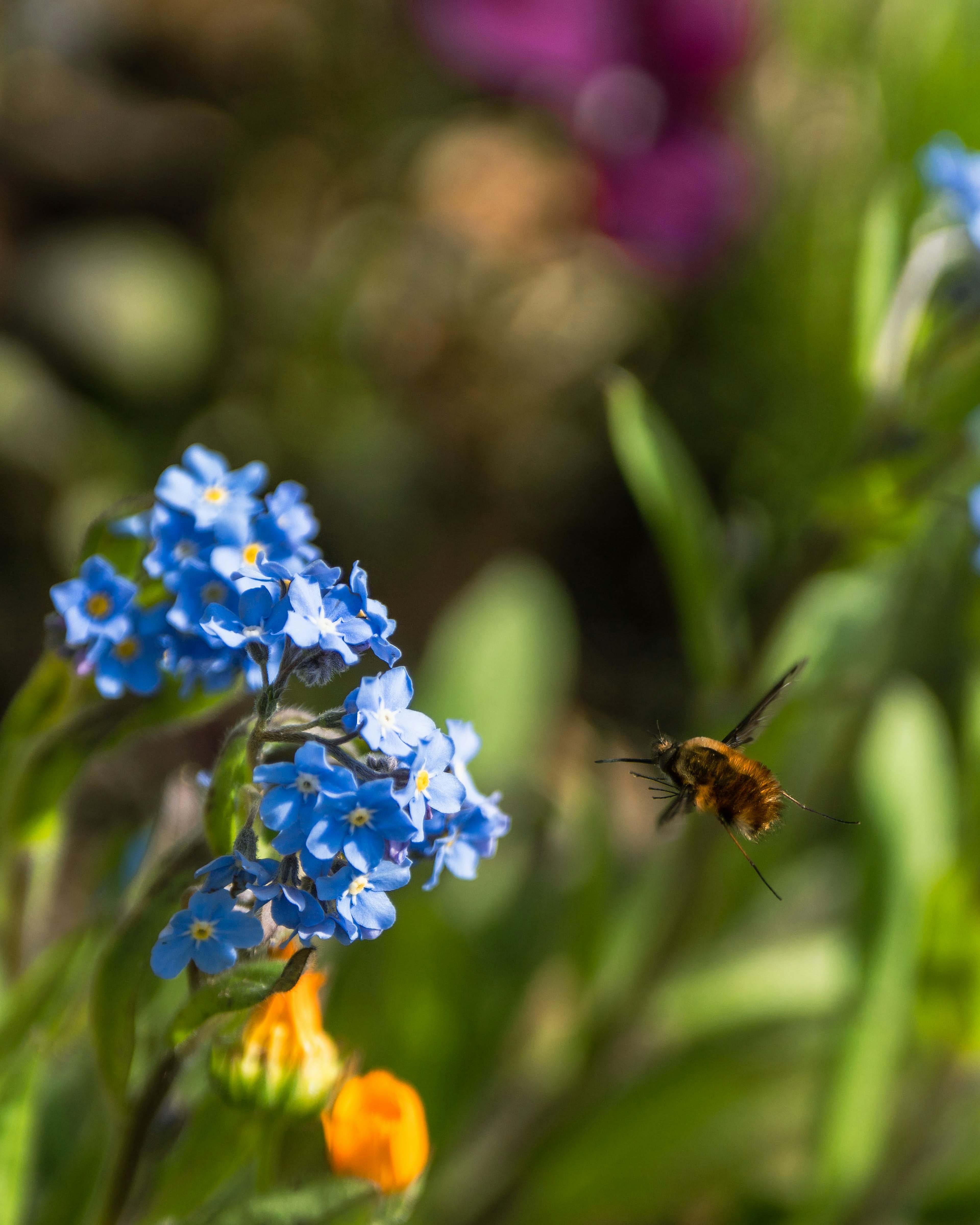 Eine schöne Gartenszene mit blauen Blumen und einer schwebenden Biene