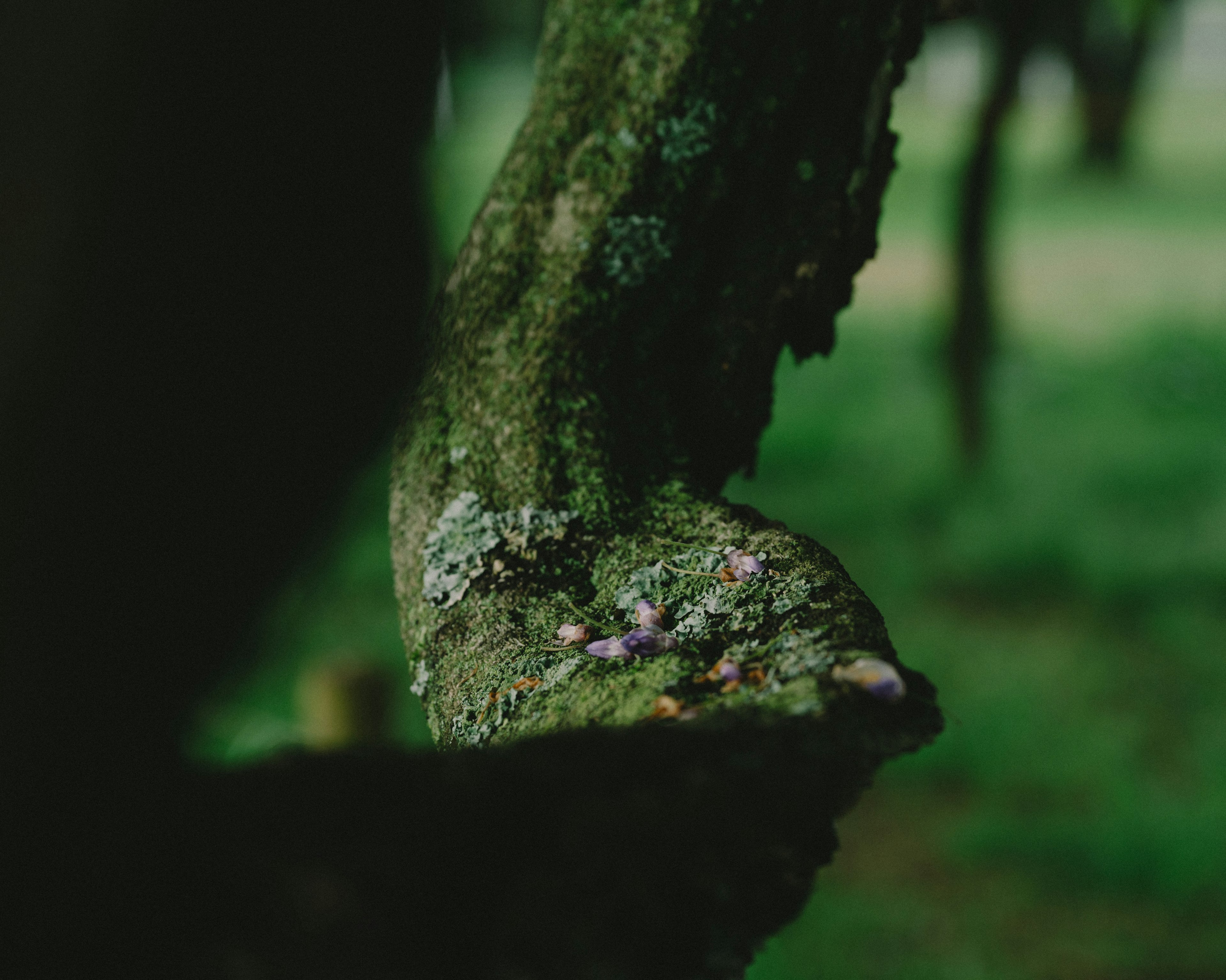 Gros plan d'une branche d'arbre couverte de mousse avec un fond vert