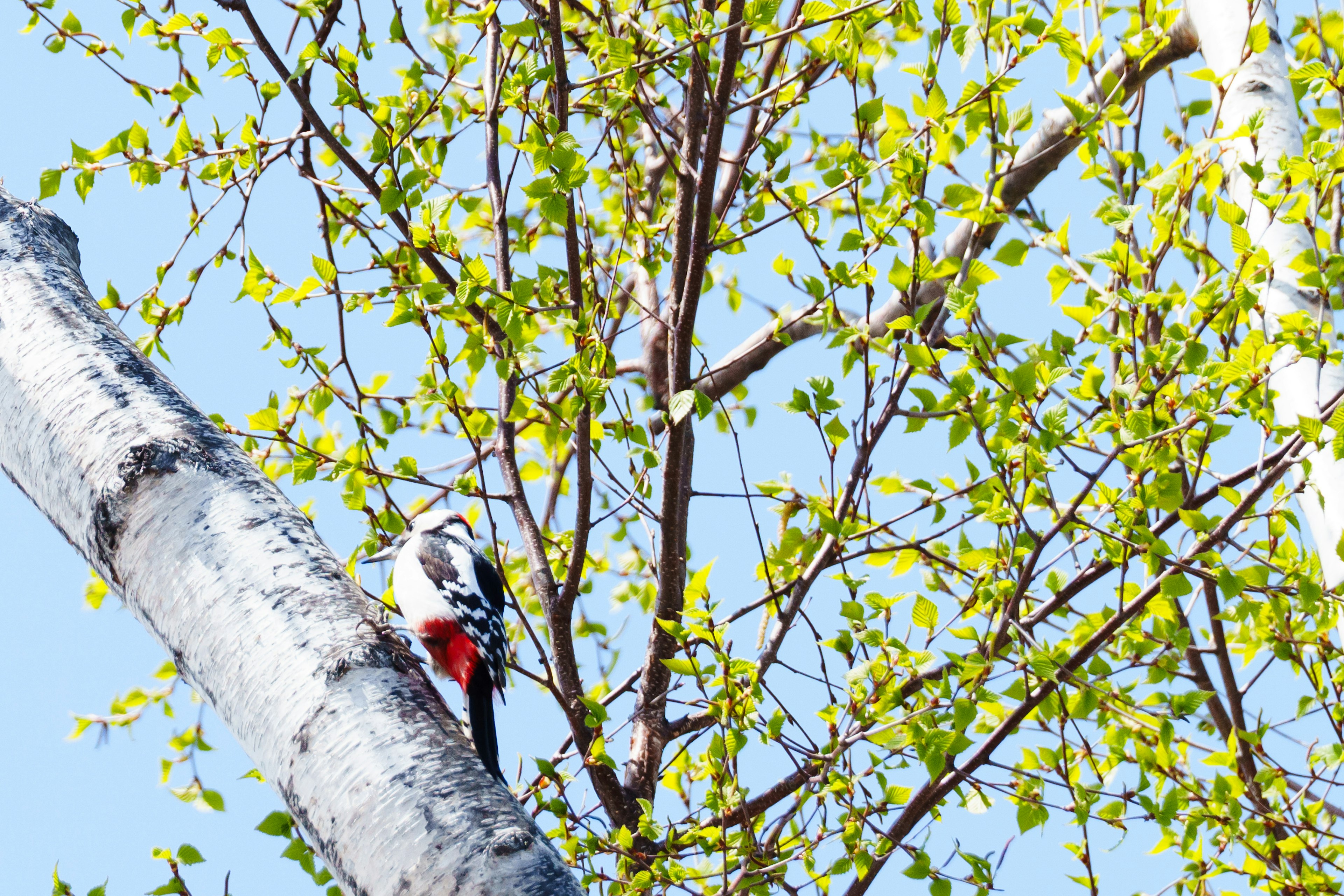 Pájaro carpintero posado en un árbol de abedul con hojas verdes frescas