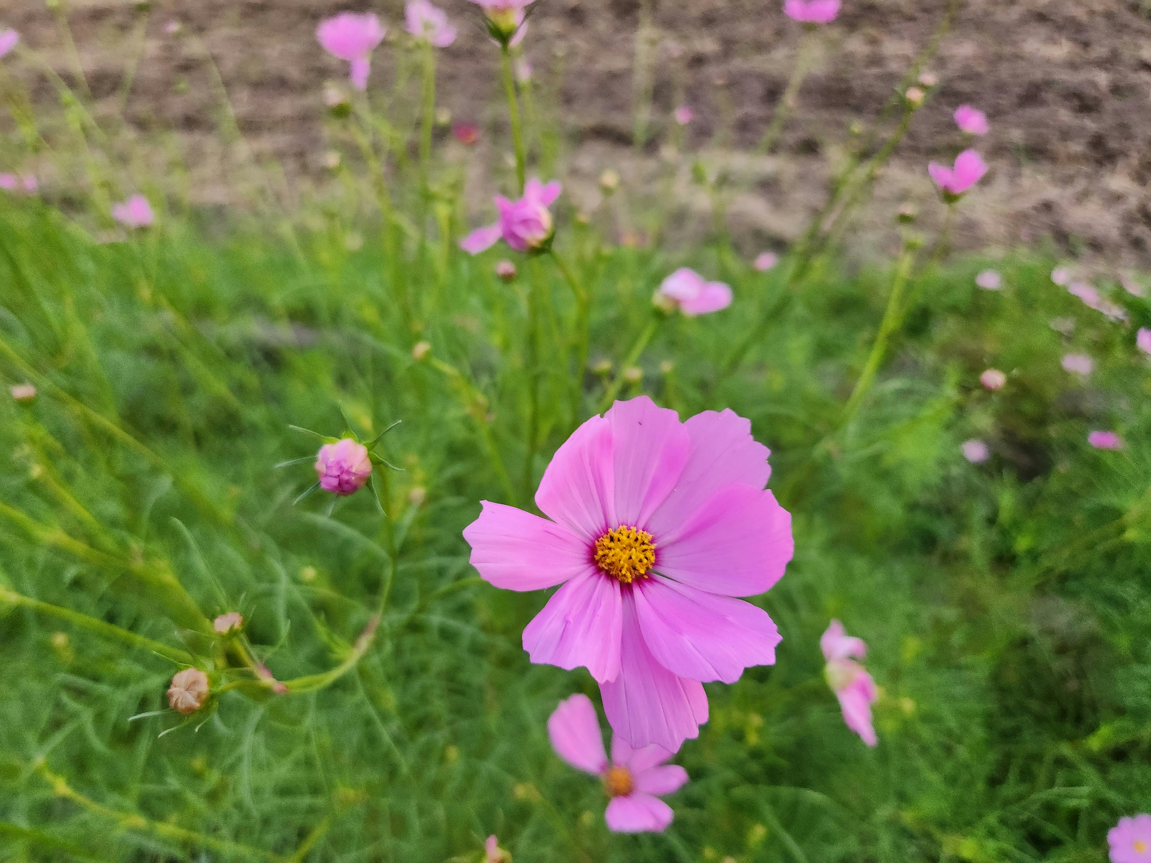 ピンクのコスモスの花が咲いている緑の背景