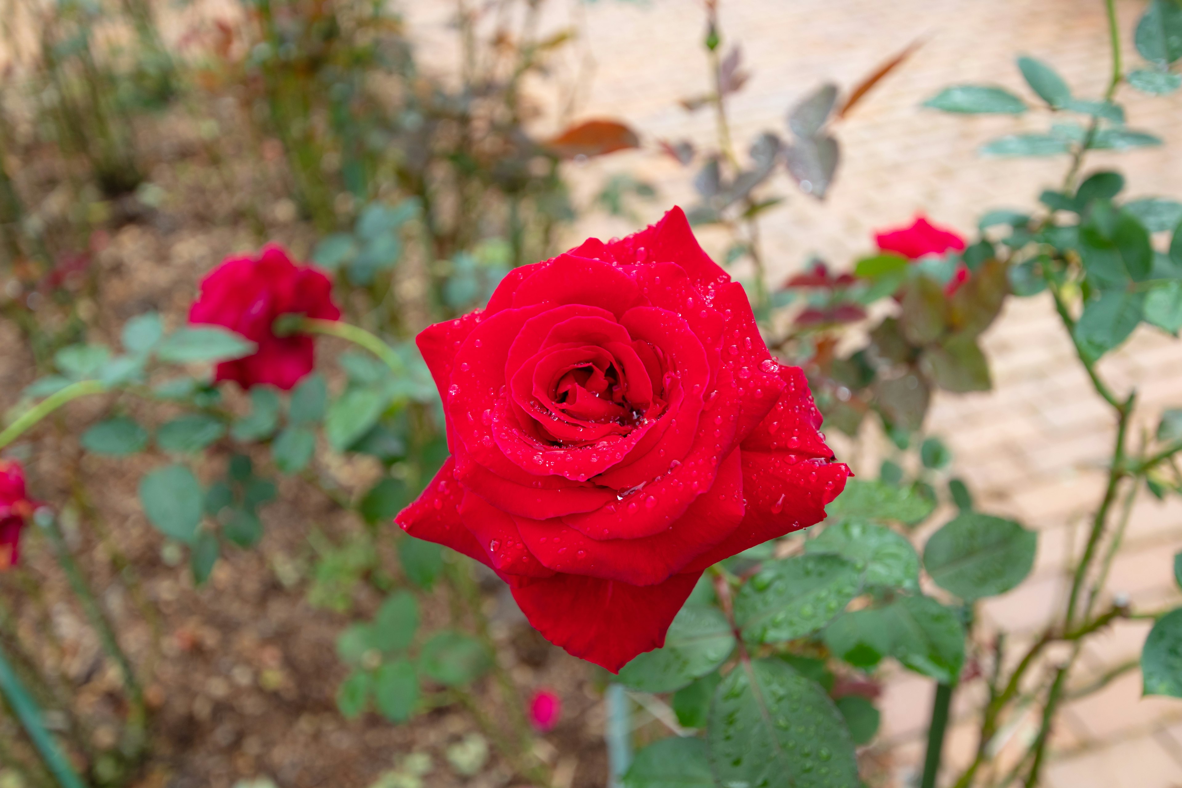 Eine lebhafte rote Rose mit Wassertropfen blüht