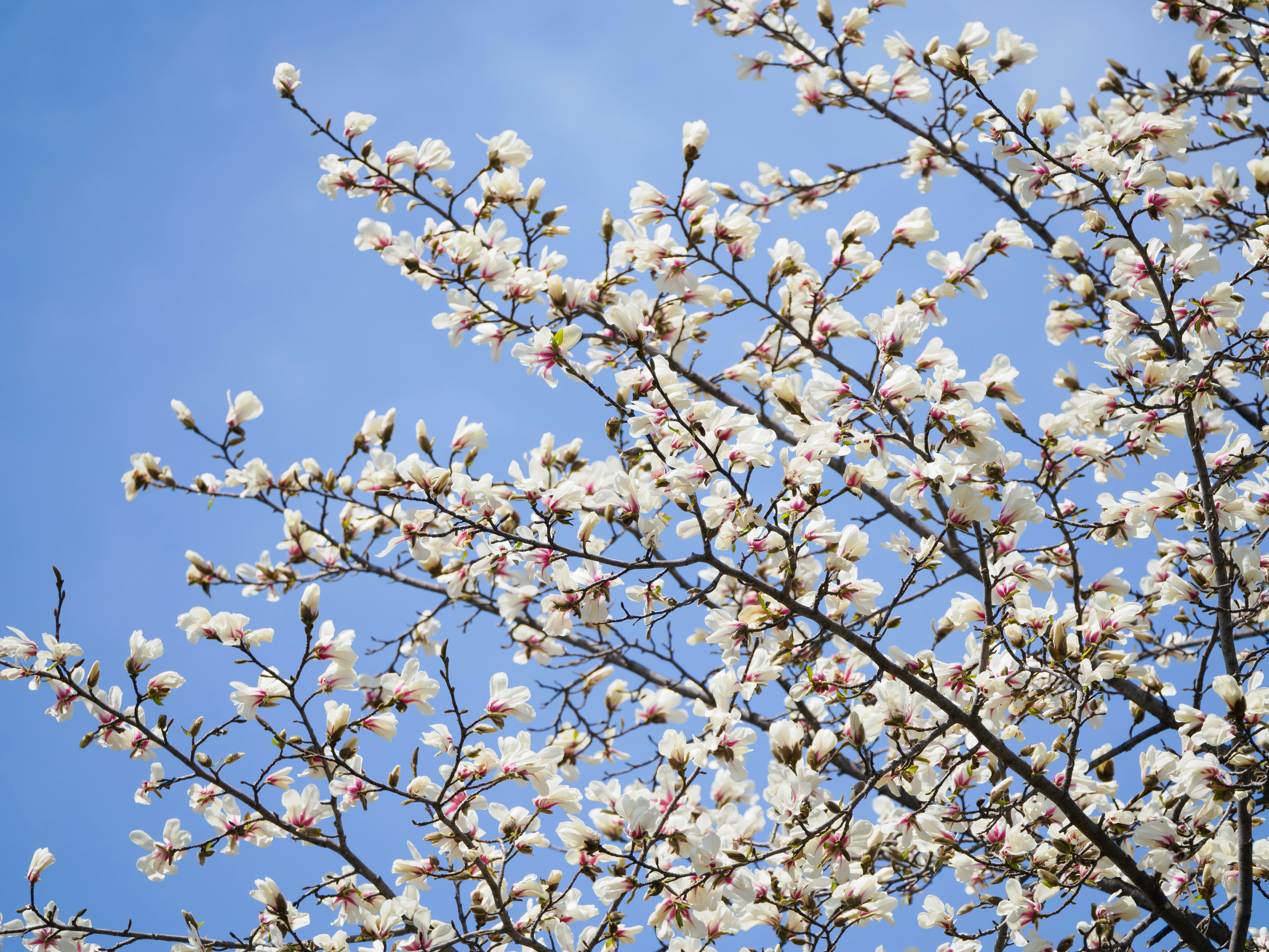 Rami con fiori bianchi contro un cielo blu