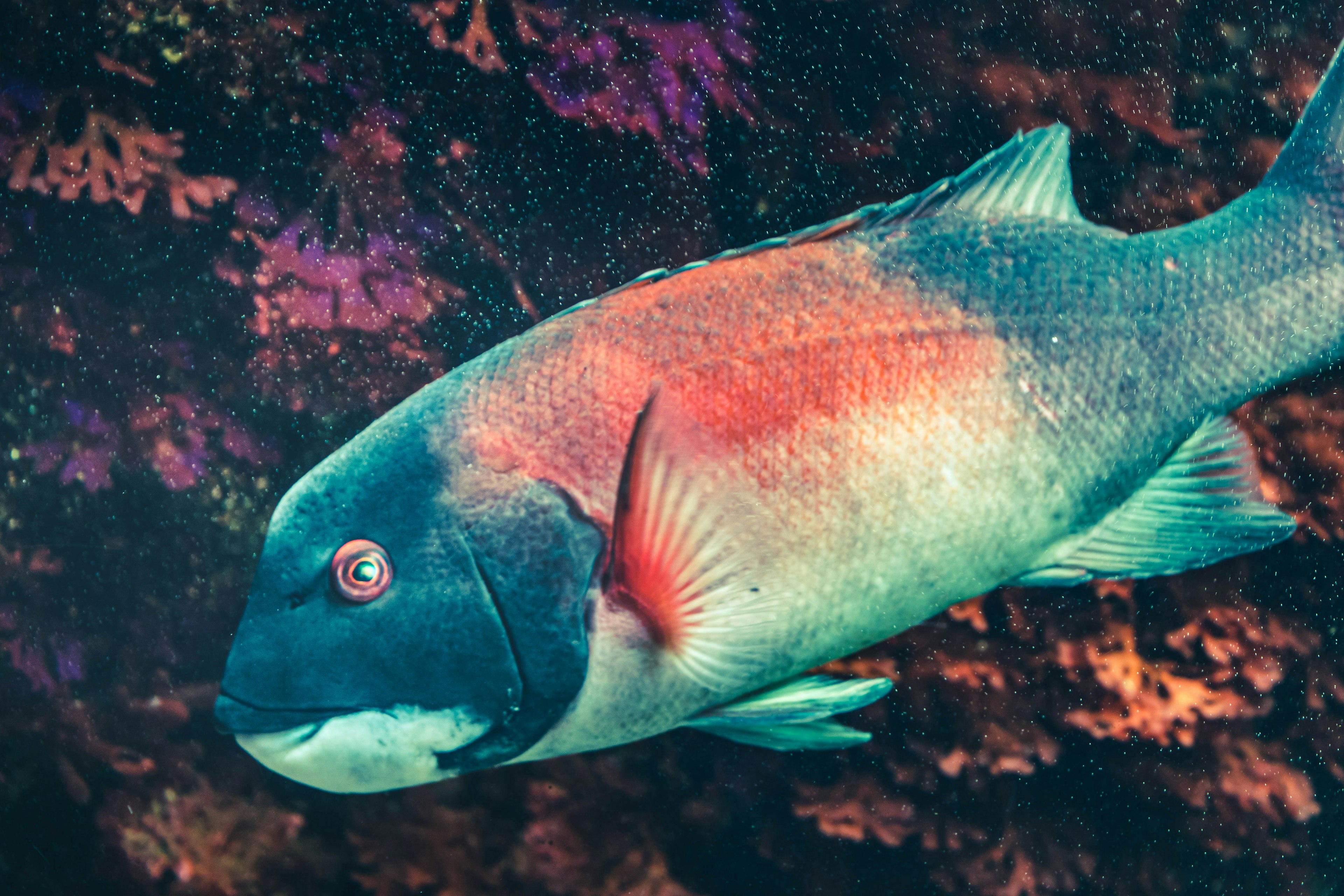 鮮やかな色の魚がサンゴ礁の背景で泳いでいる